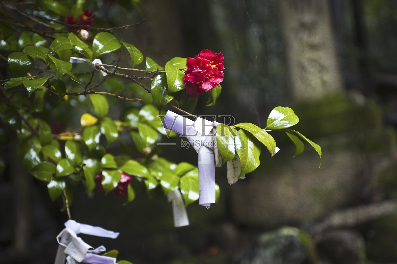 在一个下雨天照片摄影图片