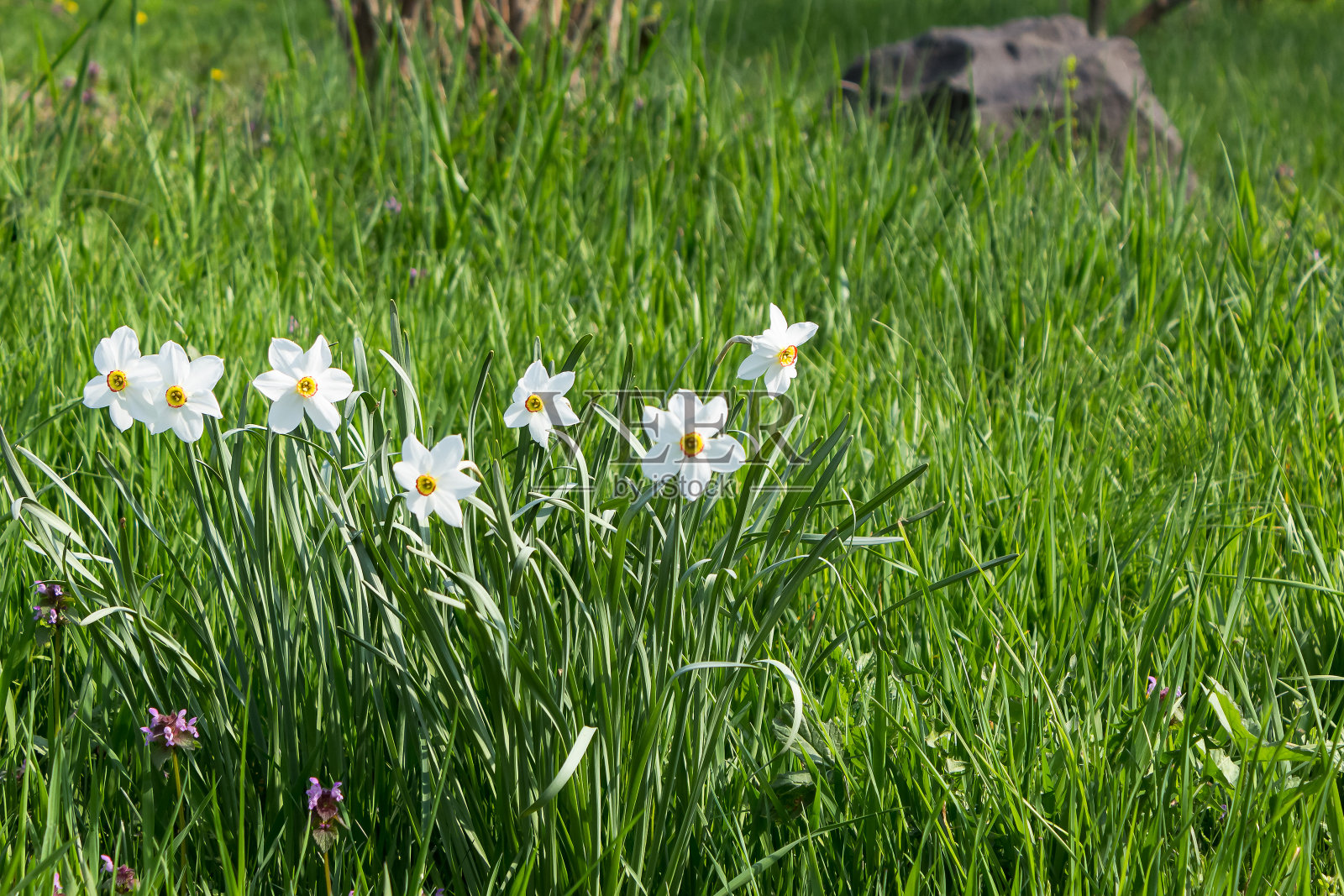 草地上盛开着白色的水仙花照片摄影图片