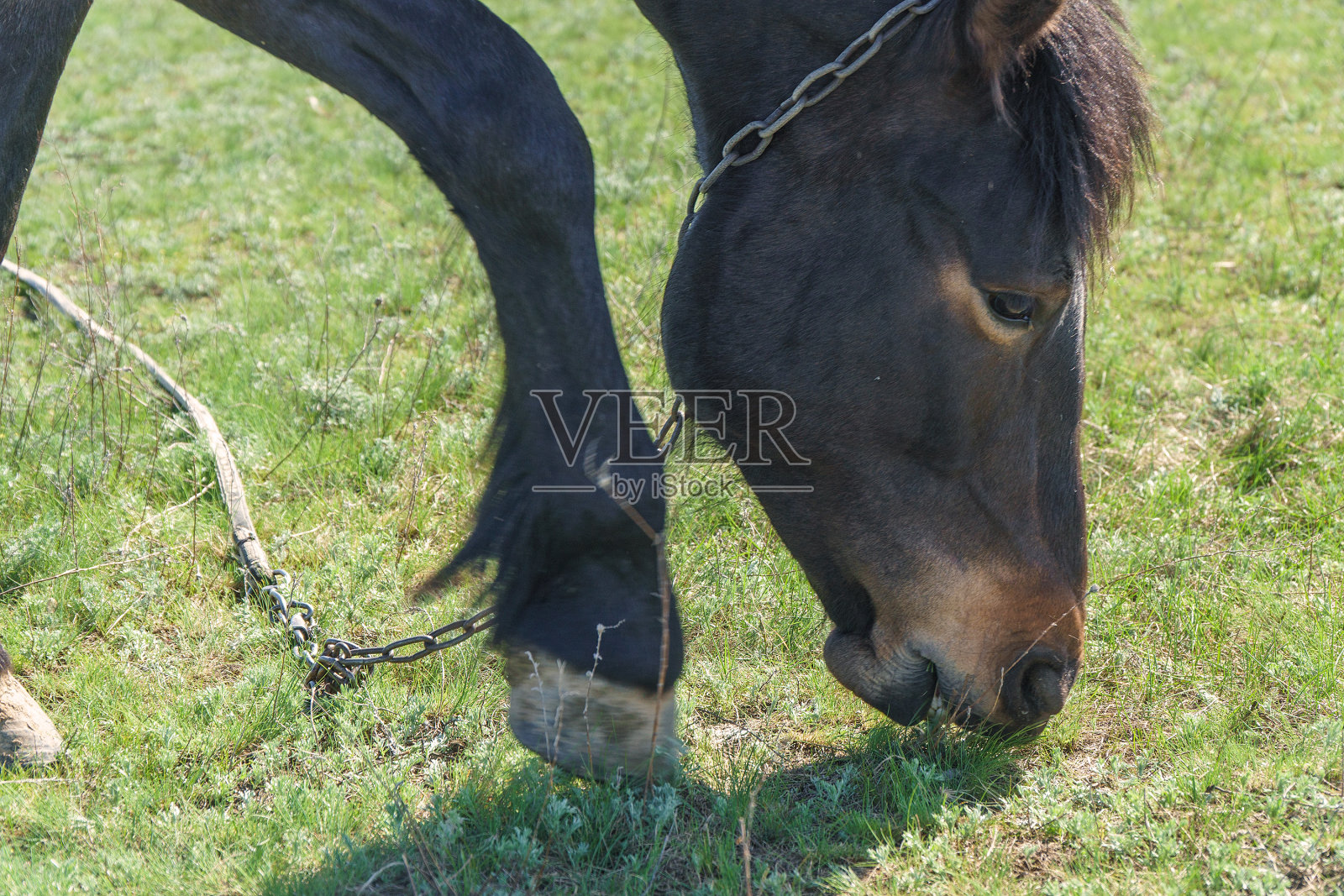 一匹马在草地上吃青草照片摄影图片