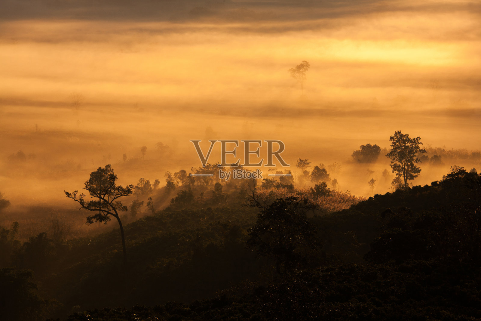 清晨的雾笼罩着森林照片摄影图片