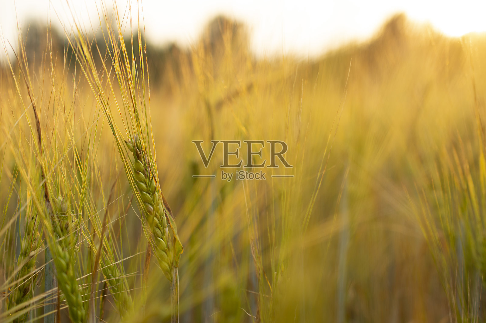 大麦在现场照片摄影图片