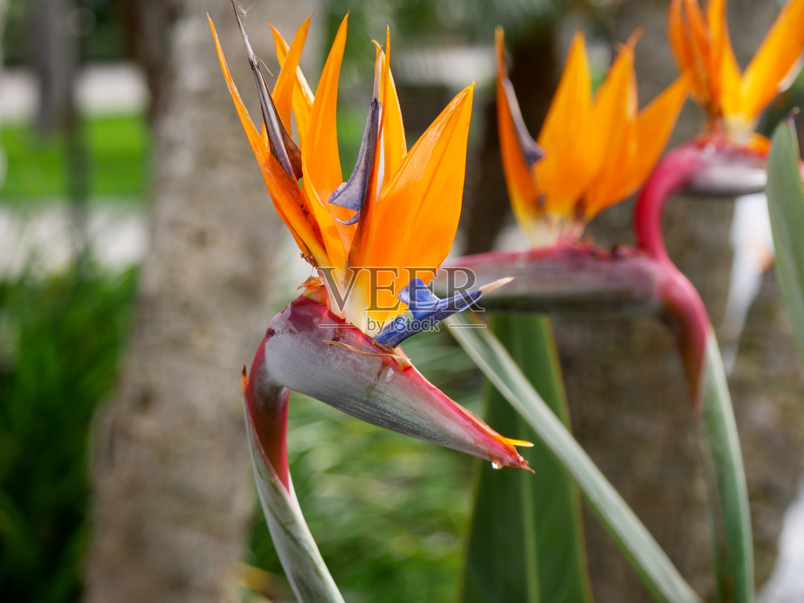 天堂鸟的花长着热带的叶子照片摄影图片