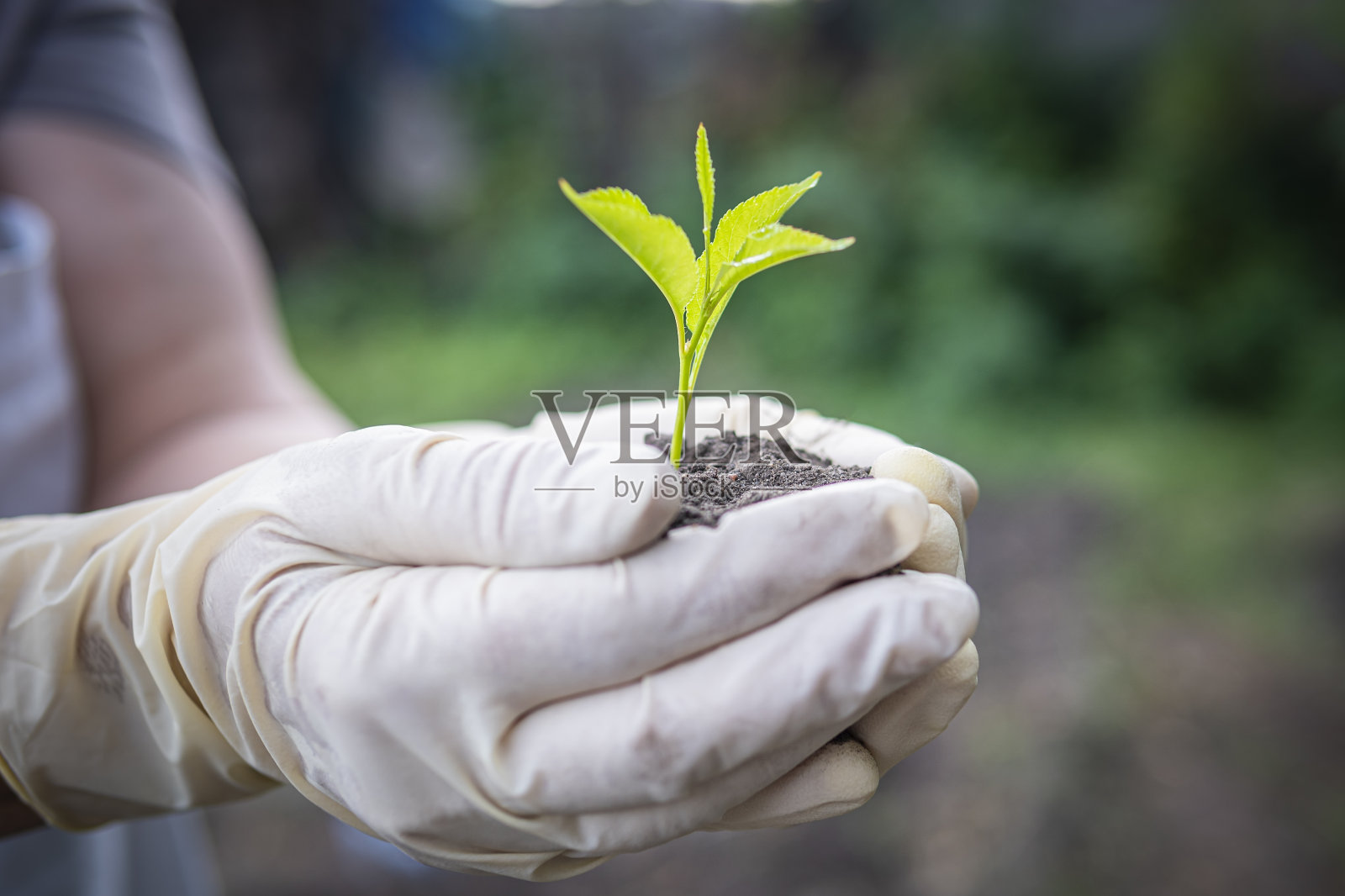 一位老妇人手中的樱桃幼苗。奶奶正在花园里种树。人手捧绿色小植物新生命理念。照片摄影图片
