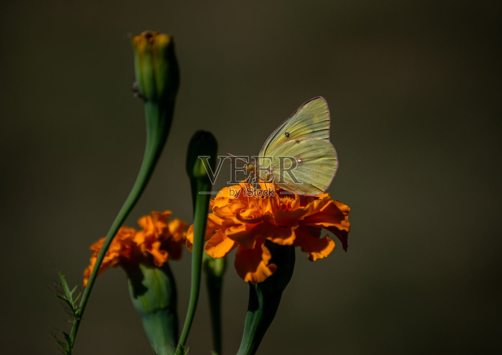 硫蛾收集万寿菊花粉照片摄影图片