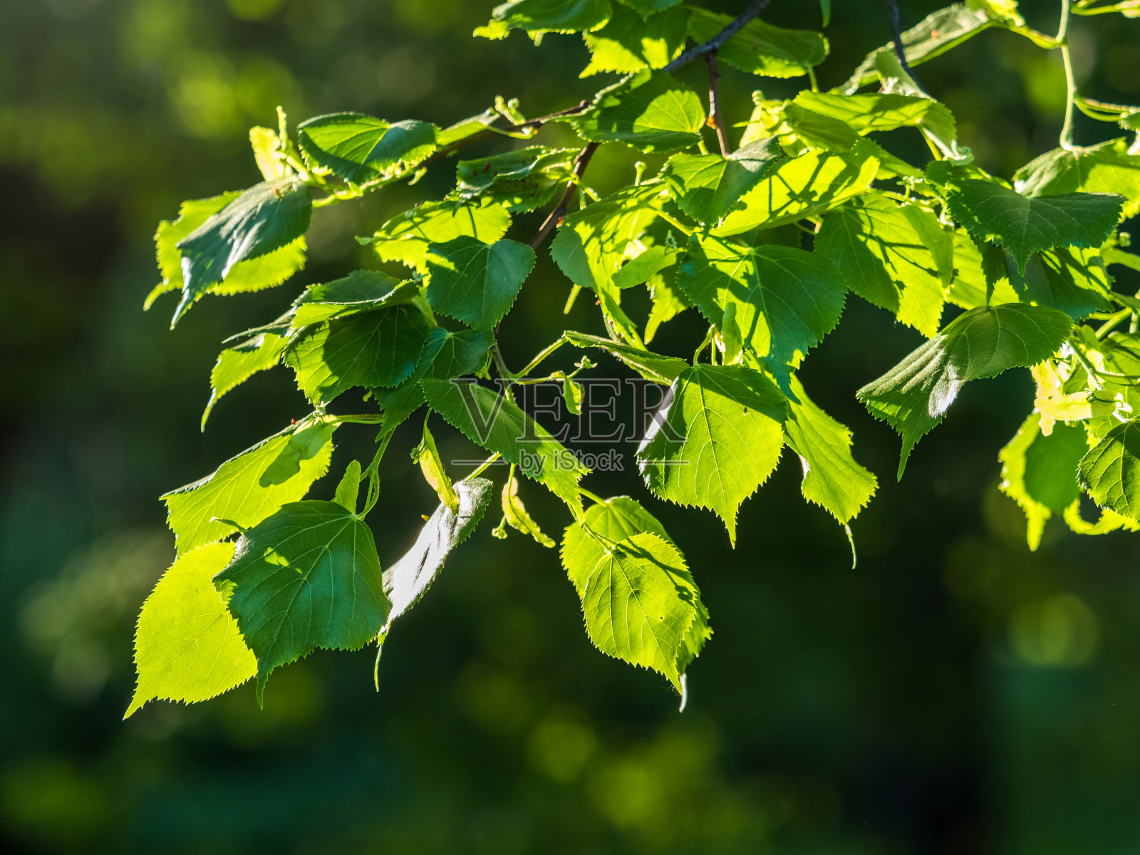 菩提树的绿叶在绿色的背景上。照片摄影图片