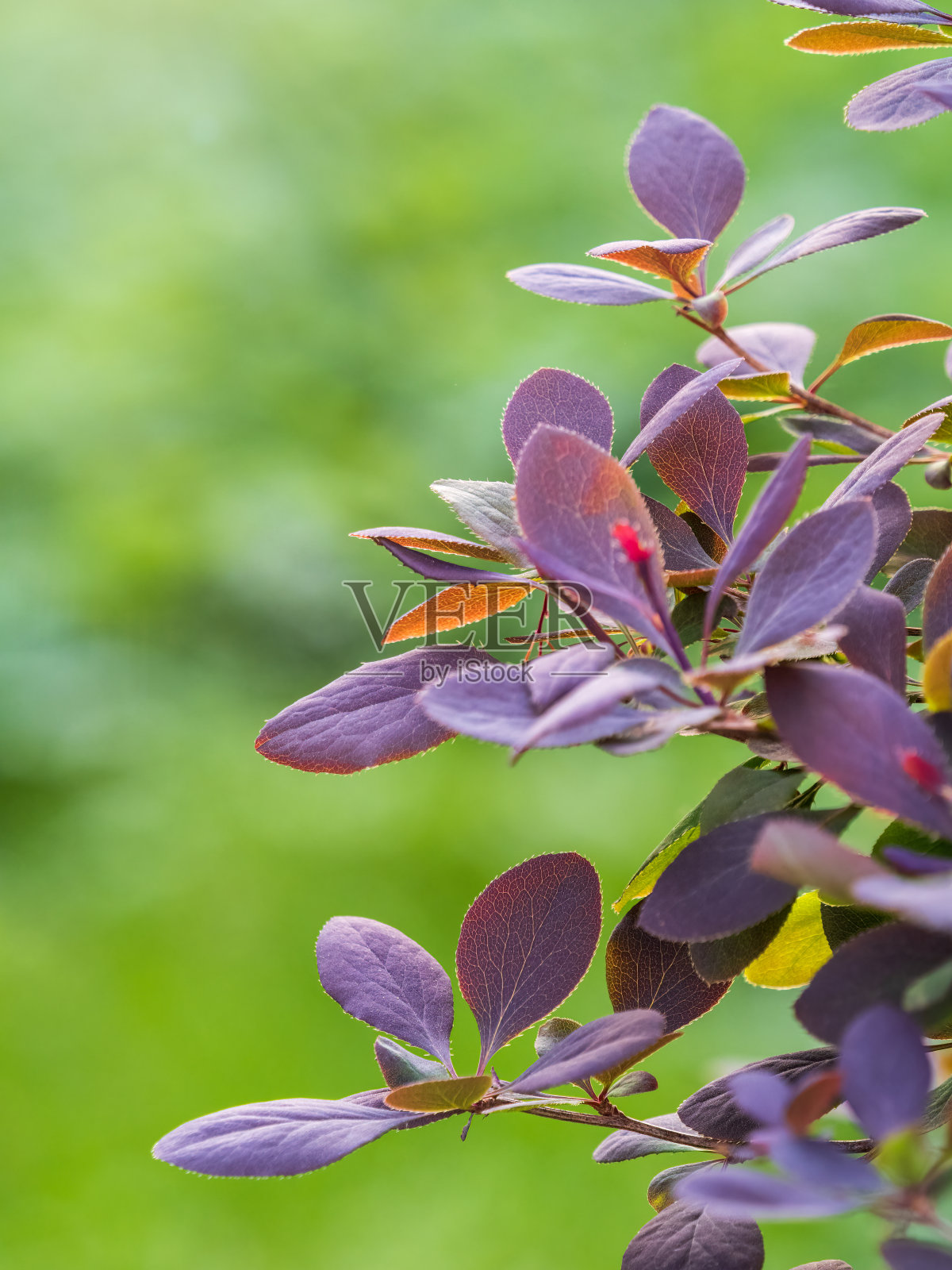 春天长着暗红色叶子的小檗丛。有红橘色嫩叶的灌木枝条照片摄影图片
