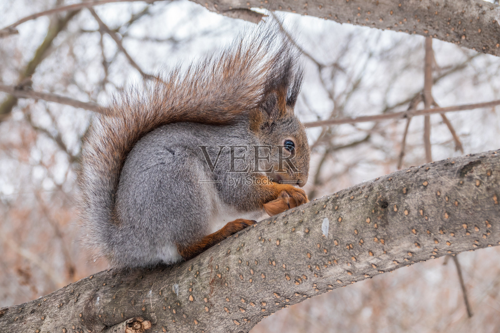 在冬天或深秋，带着坚果的松鼠会坐在树上。照片摄影图片