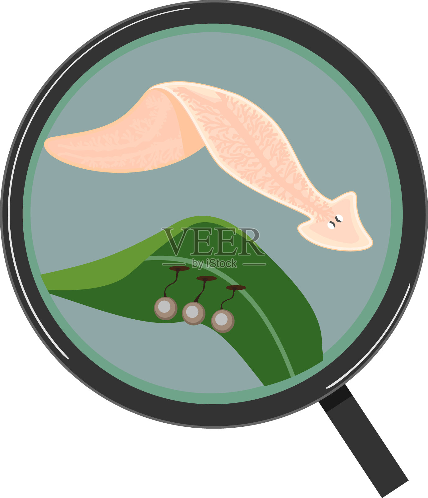 在放大镜下，白色背景下分离的乳状真涡虫，结茧附在绿叶上设计元素图片