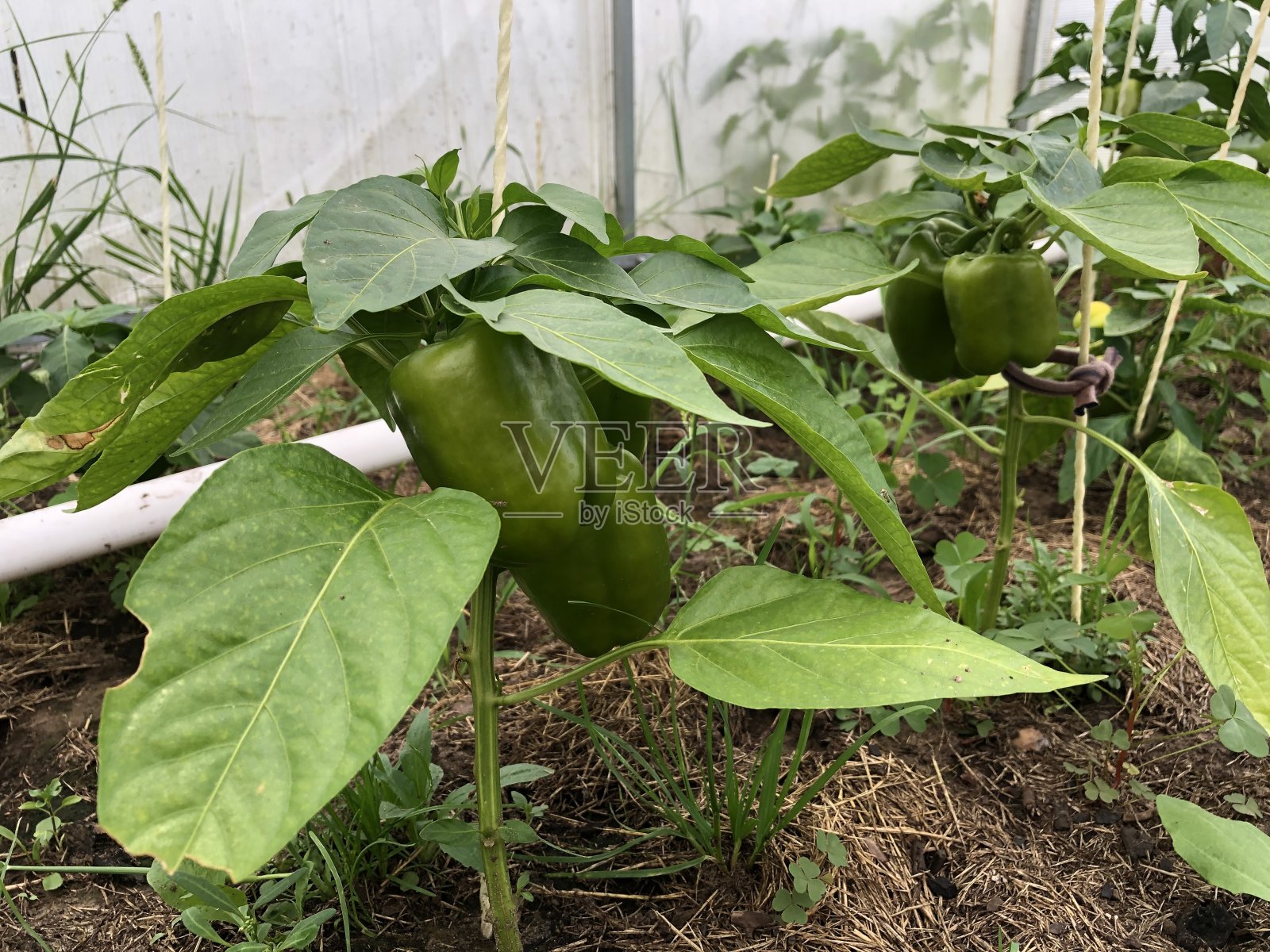 近距离的绿色灯笼椒生长在植物在田间照片摄影图片