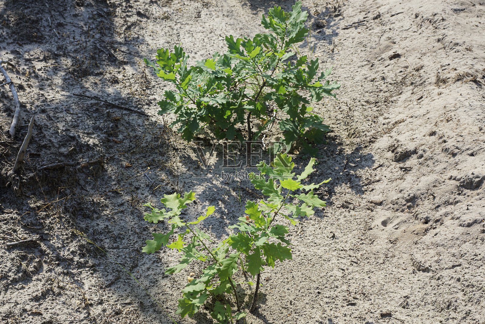 两棵长着绿叶的小橡树芽照片摄影图片