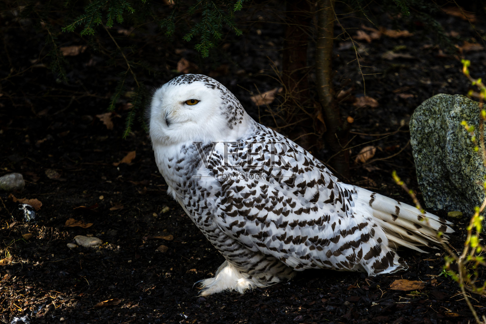 雪鸮，Bubo scandiacus是猫头鹰家族中一种大型的白色猫头鹰照片摄影图片