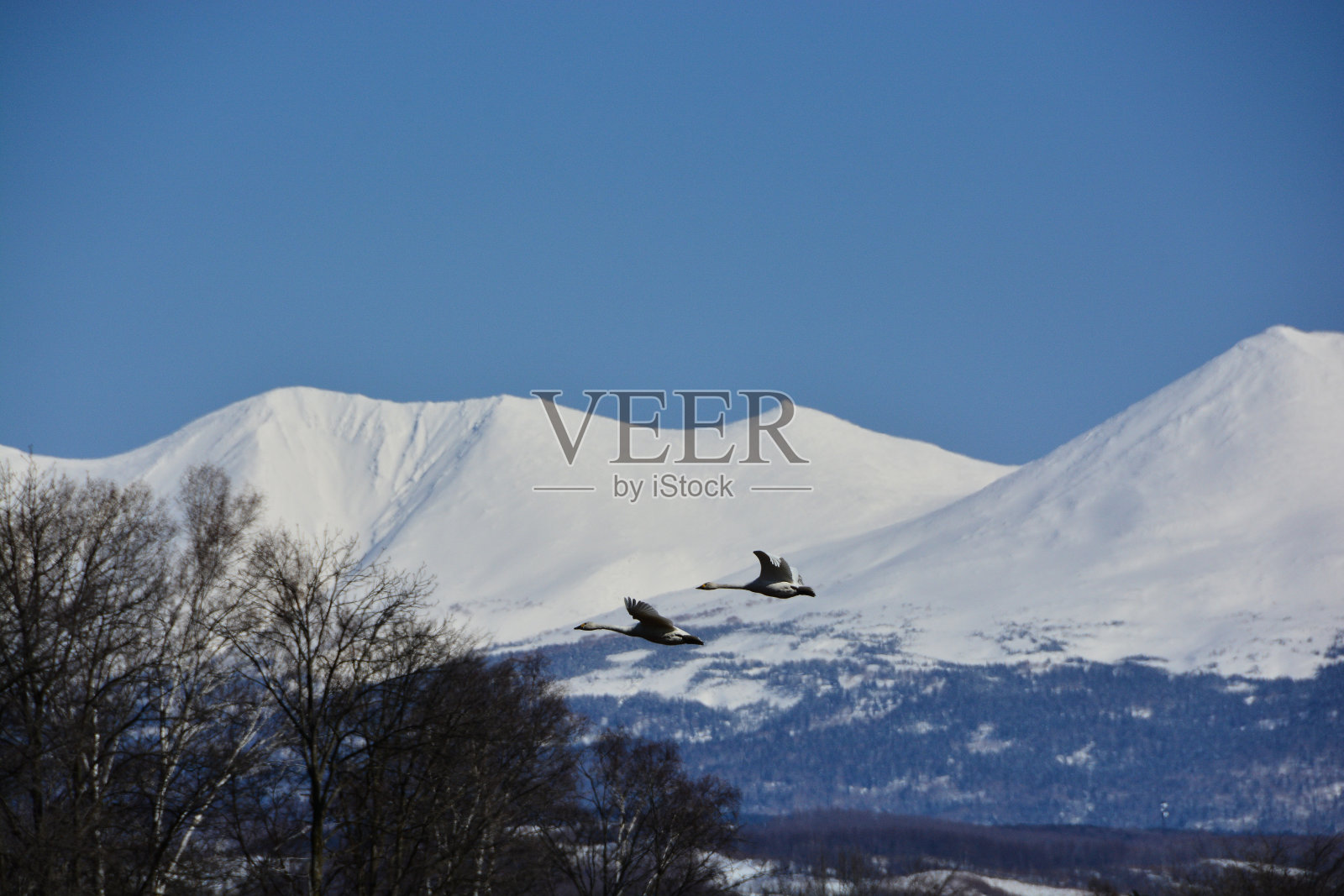 天鹅在雪山上飞翔照片摄影图片