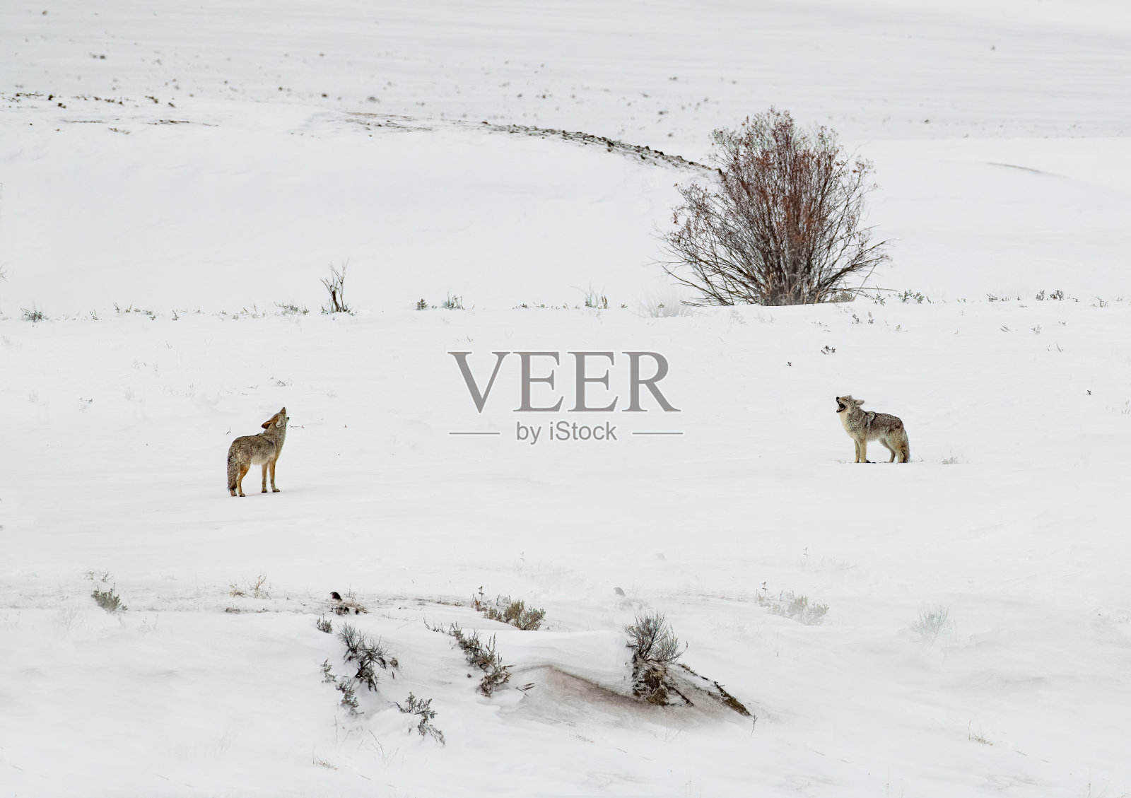 一对土狼在交配过程中来回嚎叫照片摄影图片