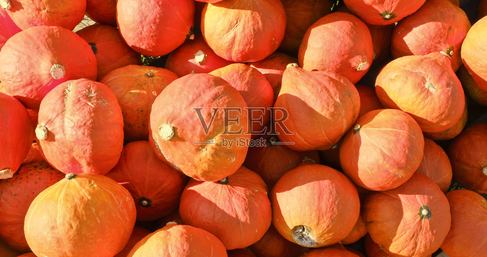 一堆熟了的南瓜照片摄影图片
