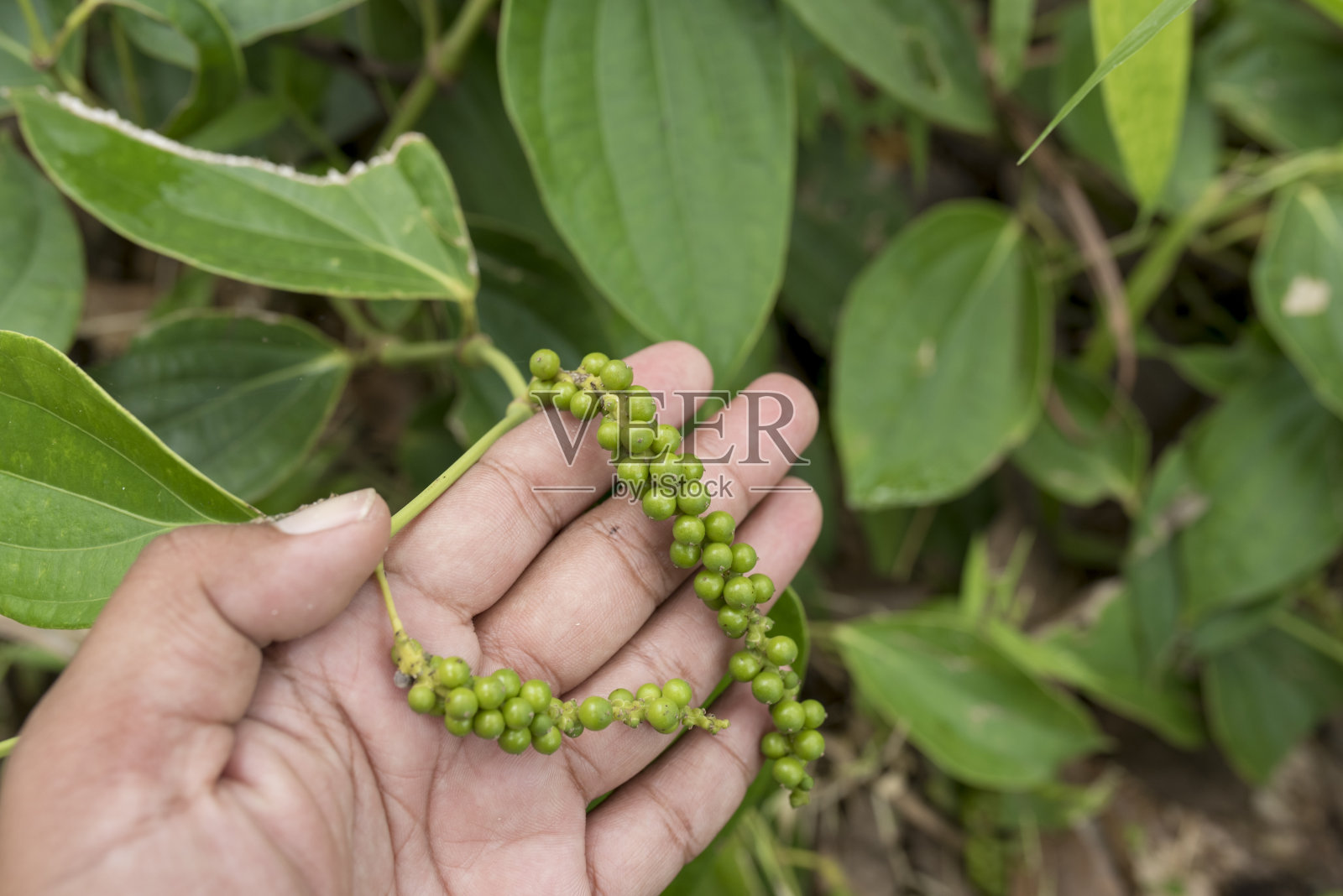 黑胡椒粉照片摄影图片