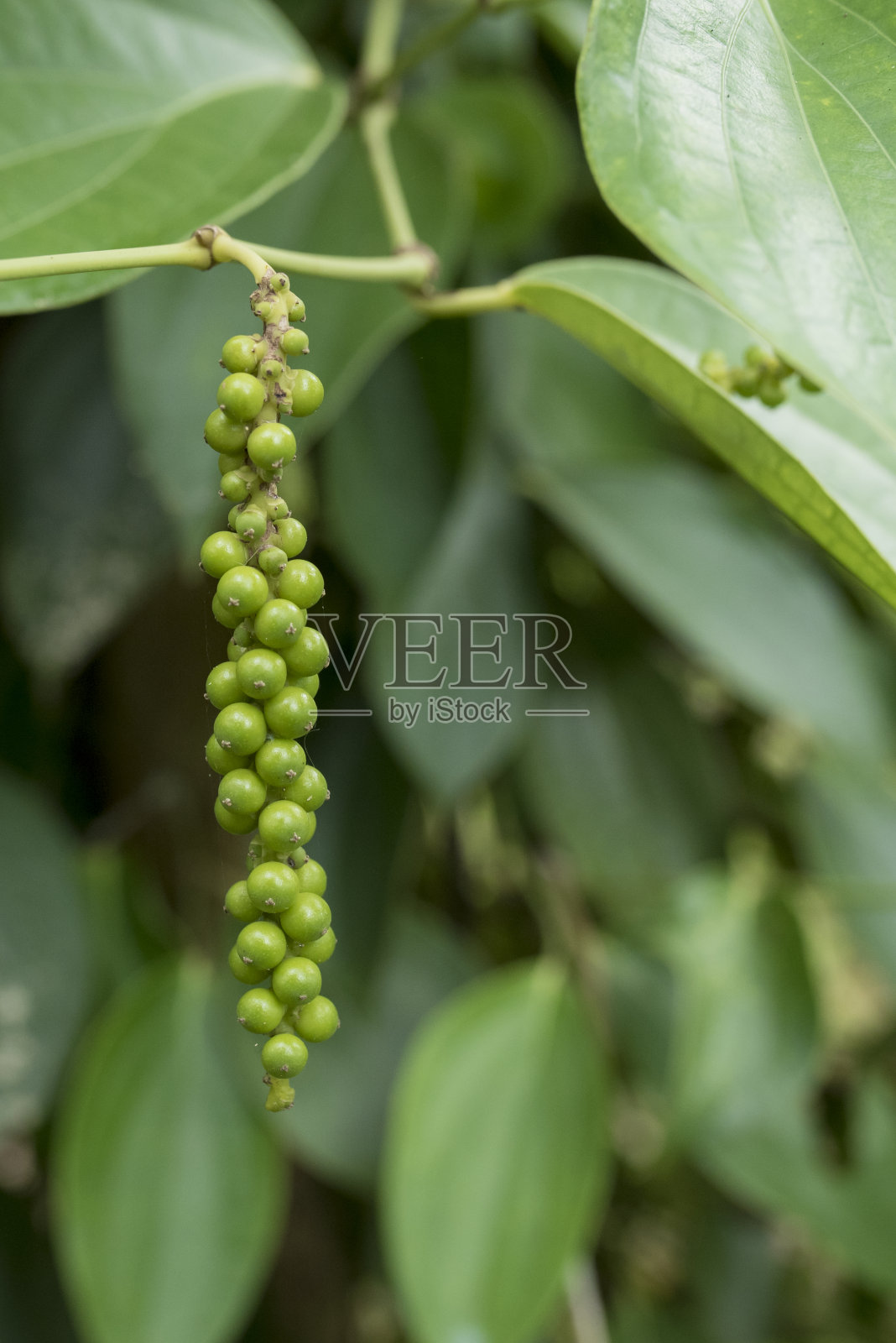 黑胡椒粉照片摄影图片