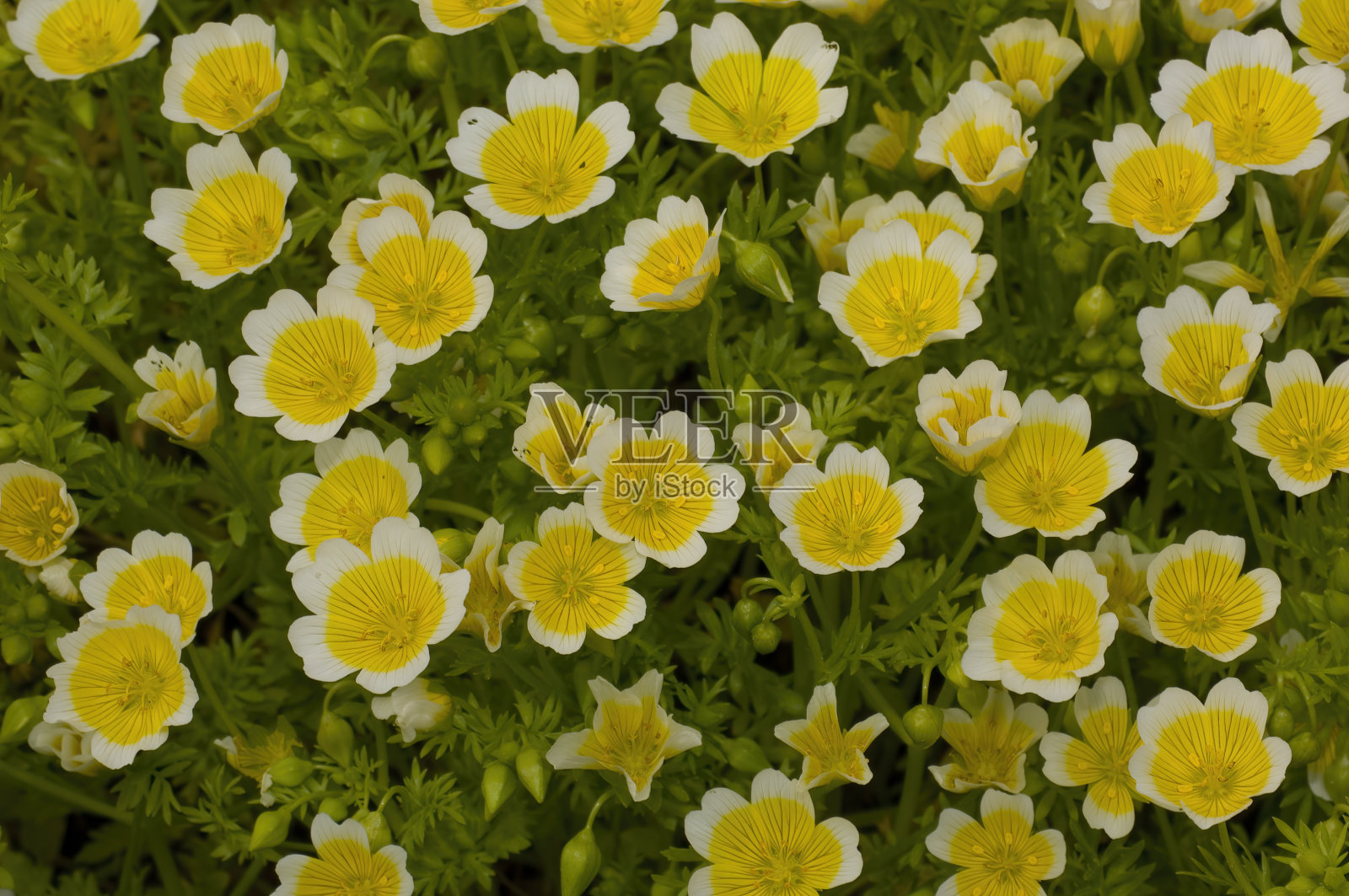 Douglas' Meadowfoam, Limnanthes douglasii subsp。道格拉斯，门多西诺植物园，门多西诺县，加利福尼亚州;家庭Limnanthaceae照片摄影图片