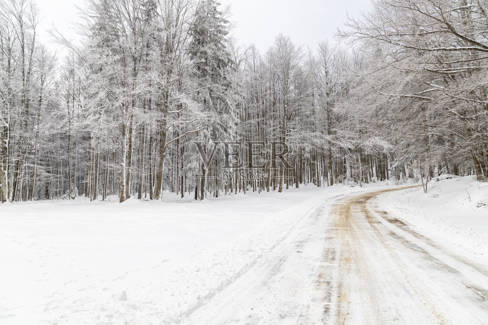 森林背景中冰冻的树木照片摄影图片