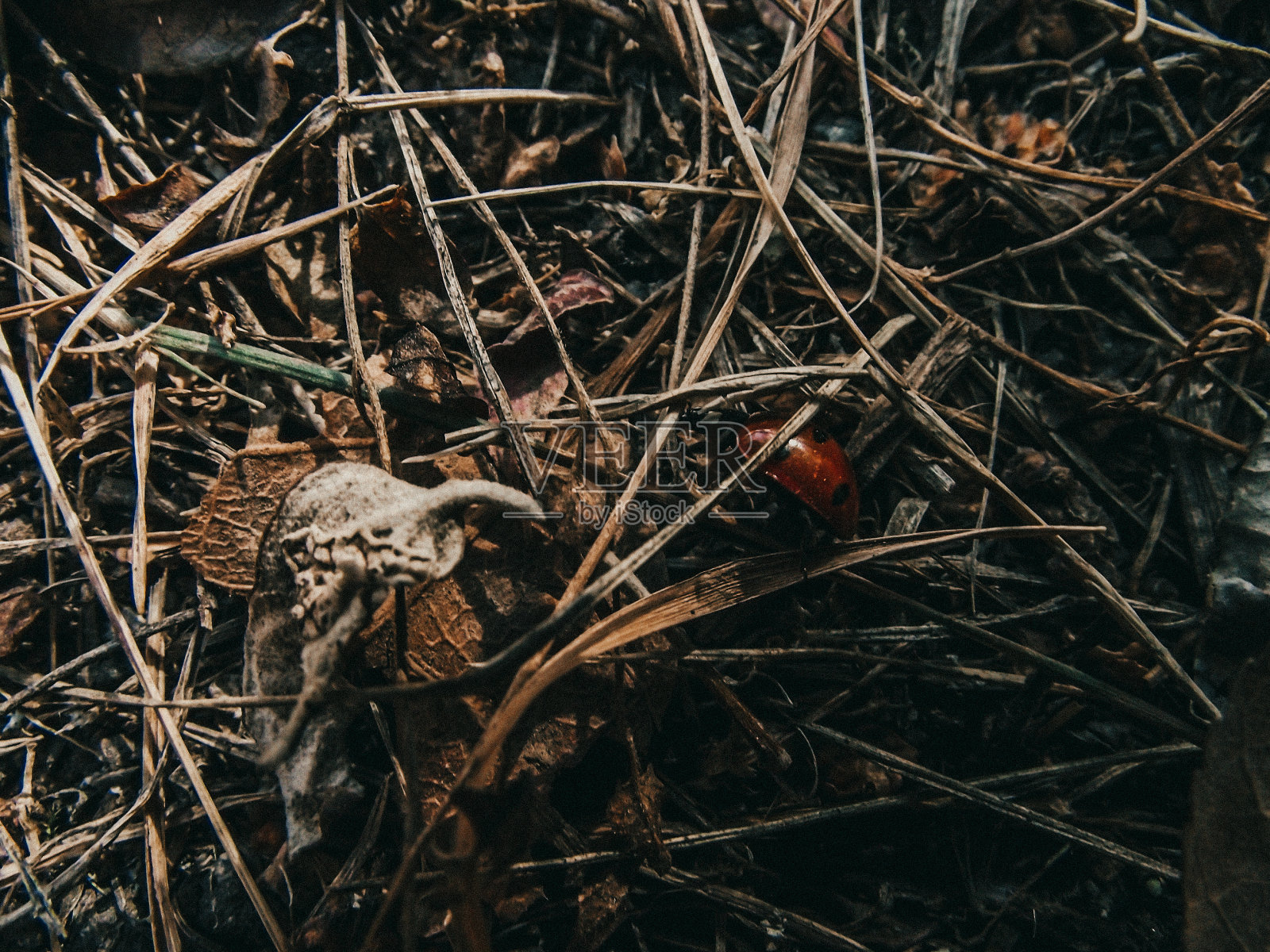 草照片摄影图片