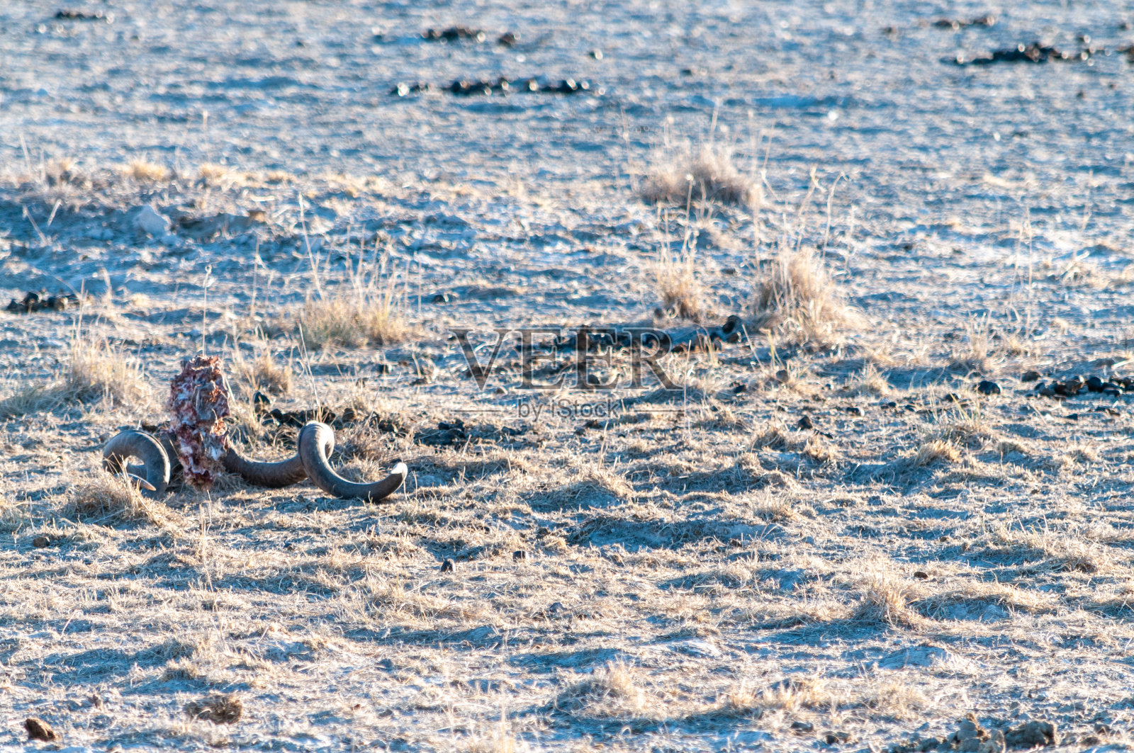 埃托沙的尸体之角照片摄影图片