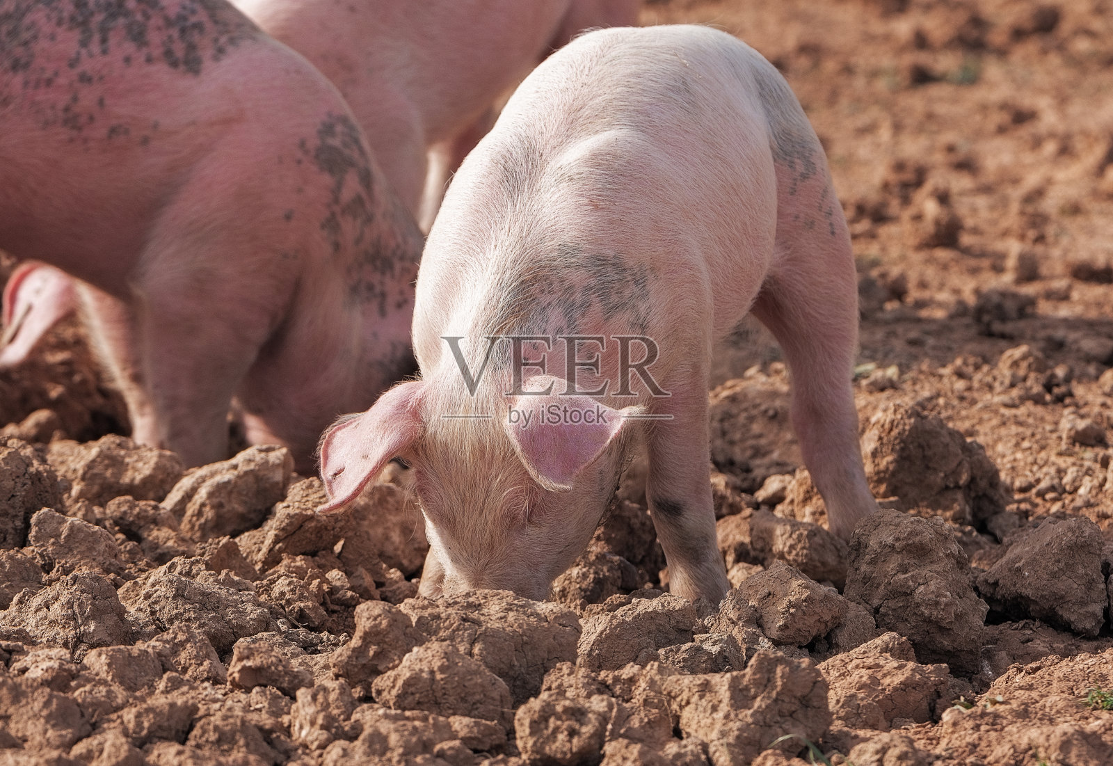 一群小猪在泥土中寻找食物照片摄影图片