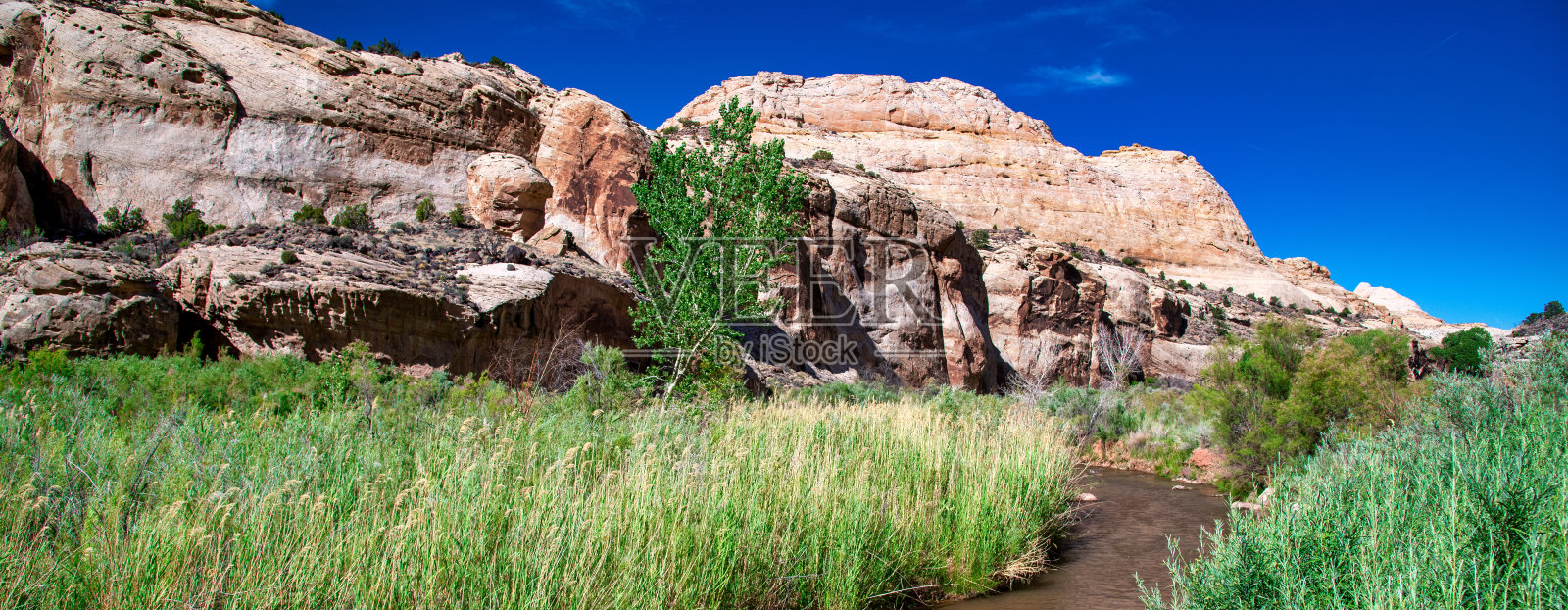 森林中横跨国会礁国家公园的小溪。照片摄影图片