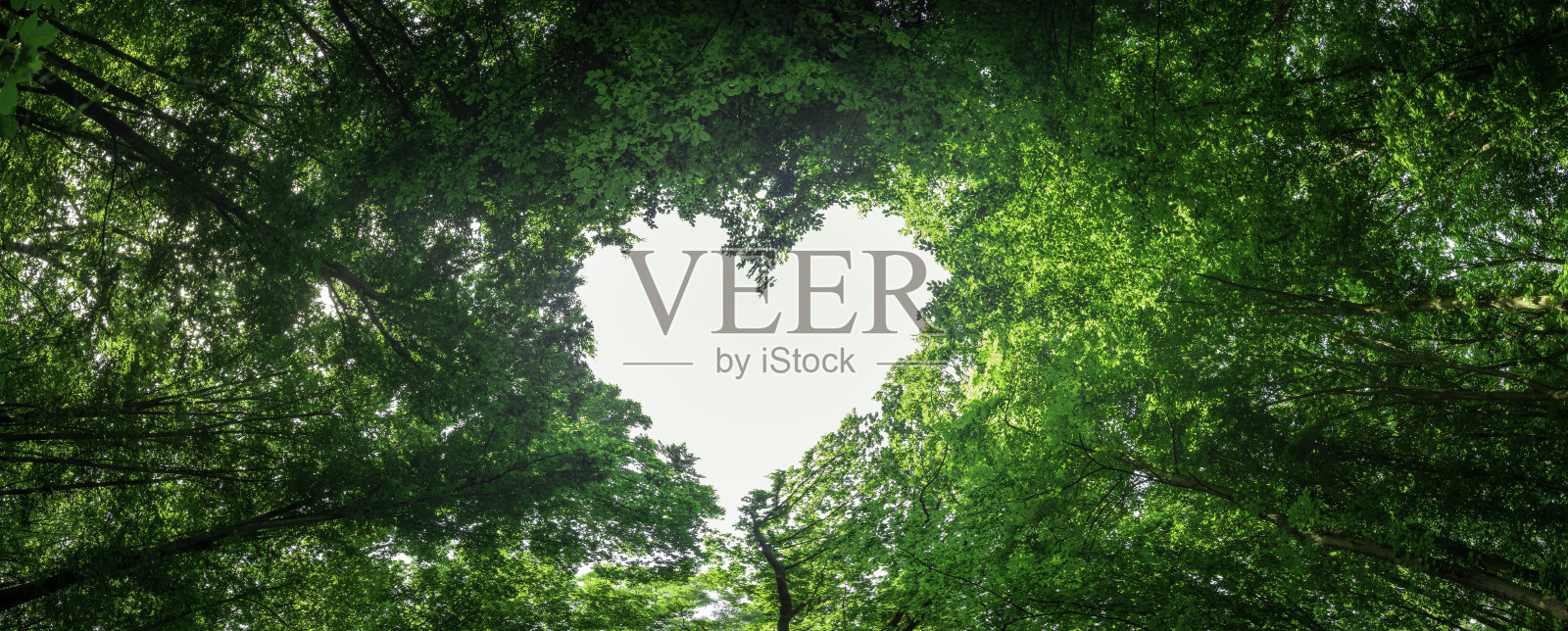 全景春天森林的树木在情人节的心脏中心照片摄影图片