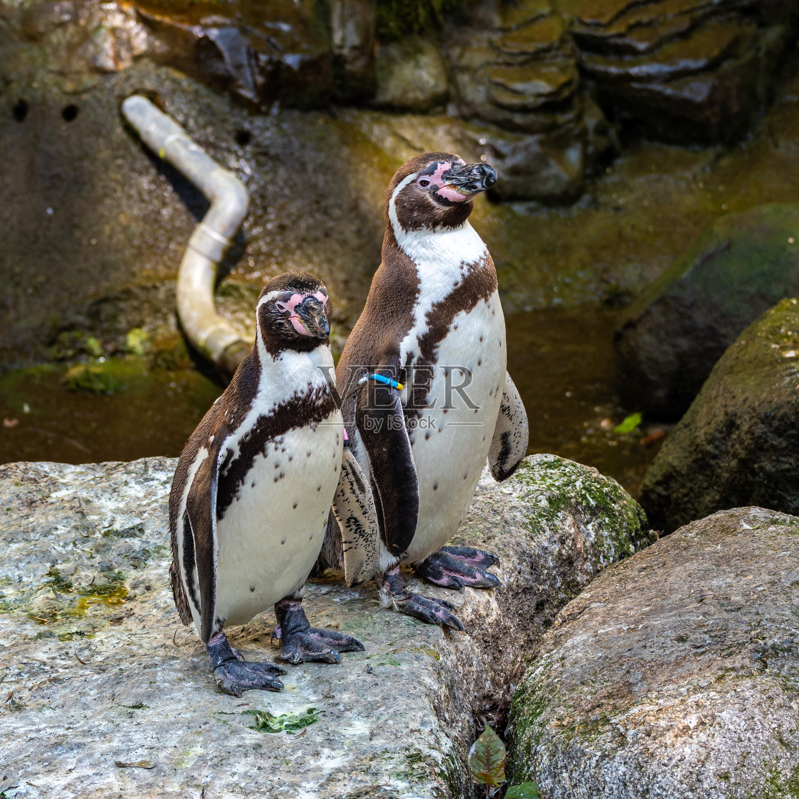 洪堡企鹅，公园中的洪堡企鹅照片摄影图片