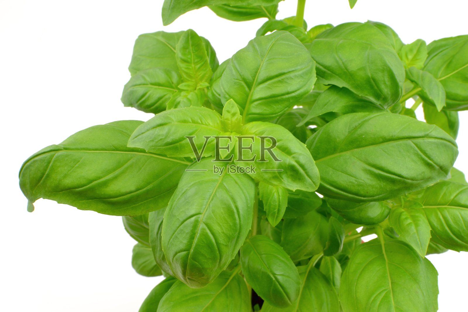 罗勒照片摄影图片