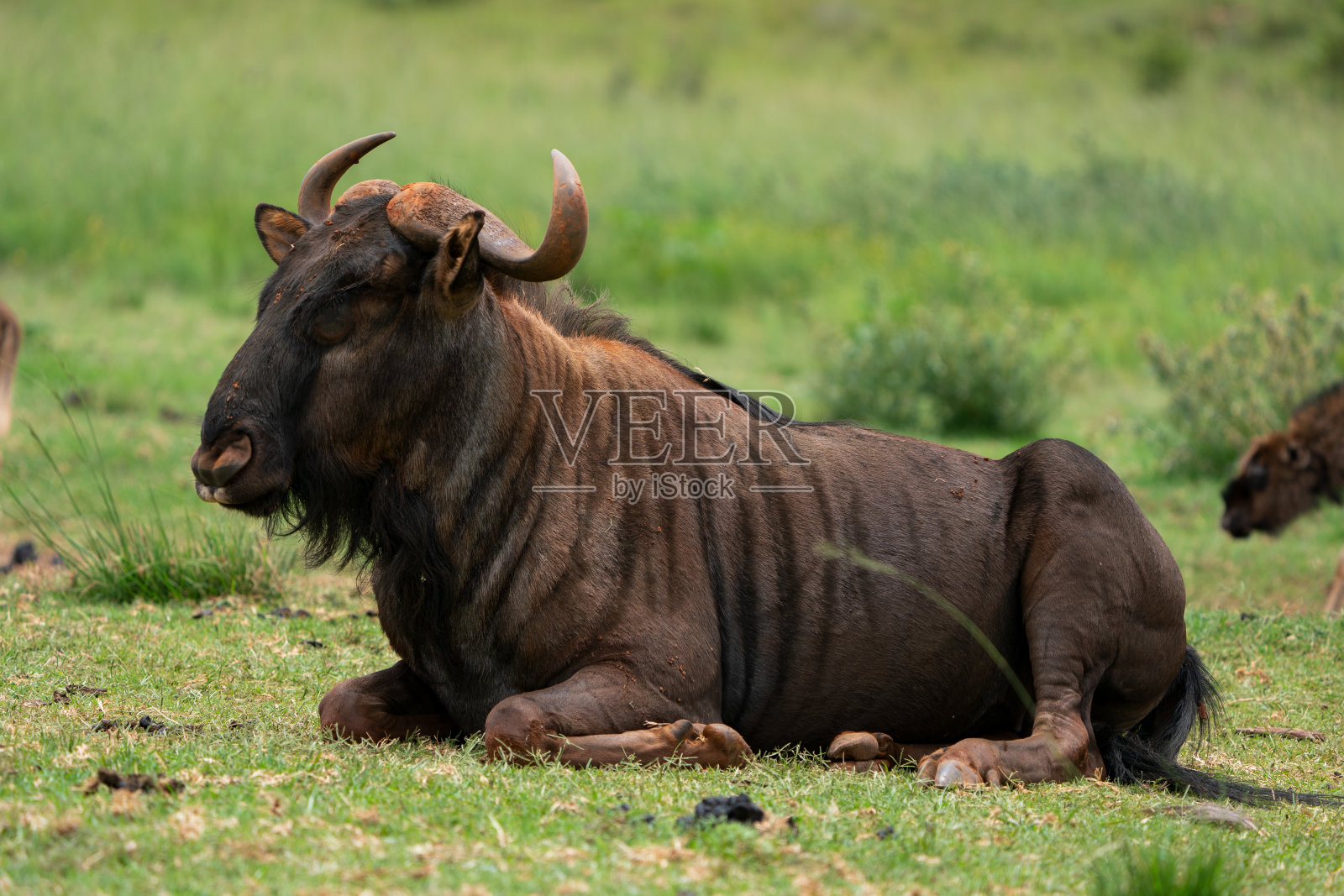 成熟的蓝色角马躺在地上照片摄影图片