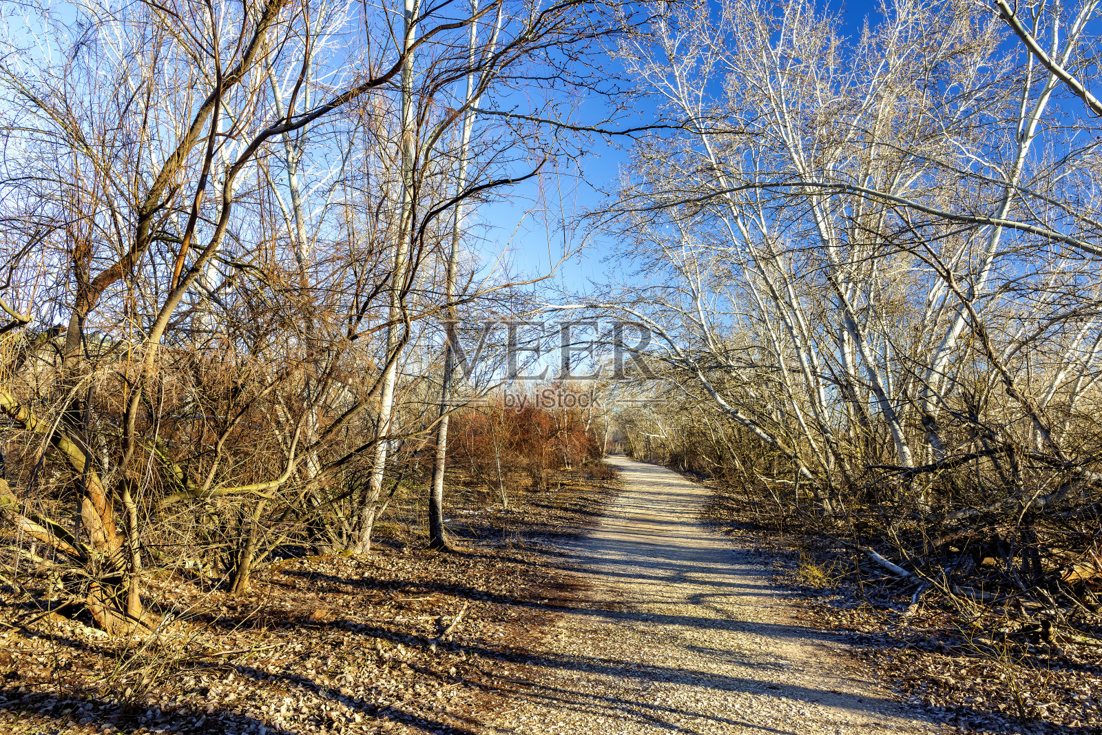 冬天，我漫步在马德里东南地区公园的白杨树间。照片摄影图片