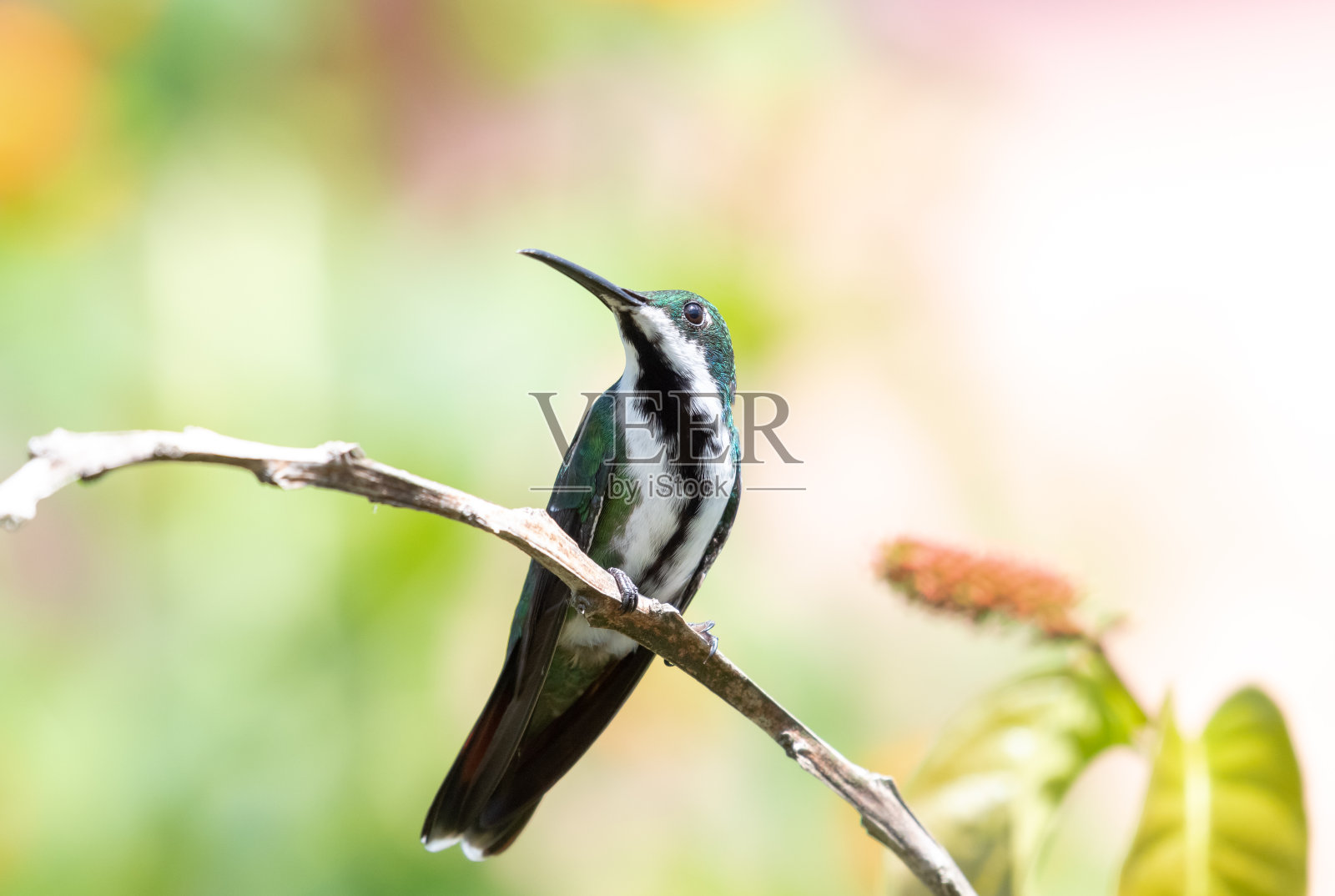 在早晨的阳光下，黑喉芒果蜂鸟的特写镜头，色彩柔和。照片摄影图片