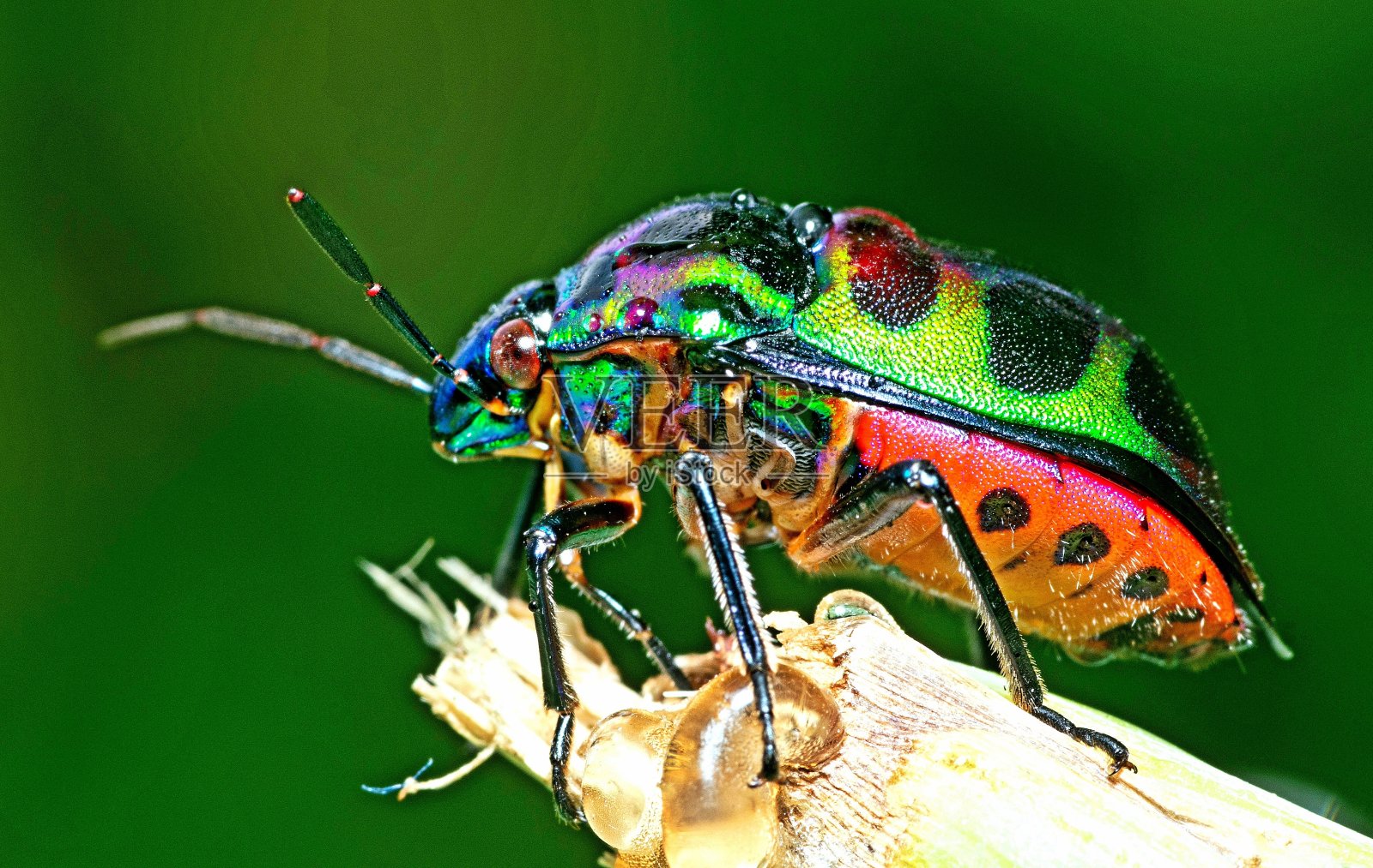 带着雨滴爬树枝的闪光甲虫-动物行为。照片摄影图片