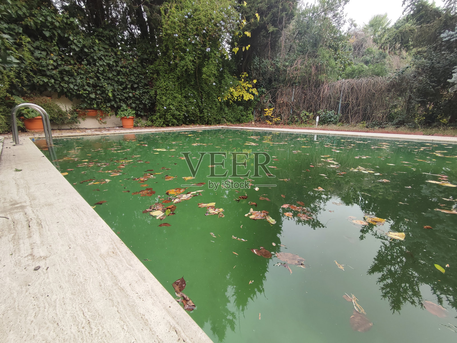 肮脏的池子上的秋叶。照片摄影图片