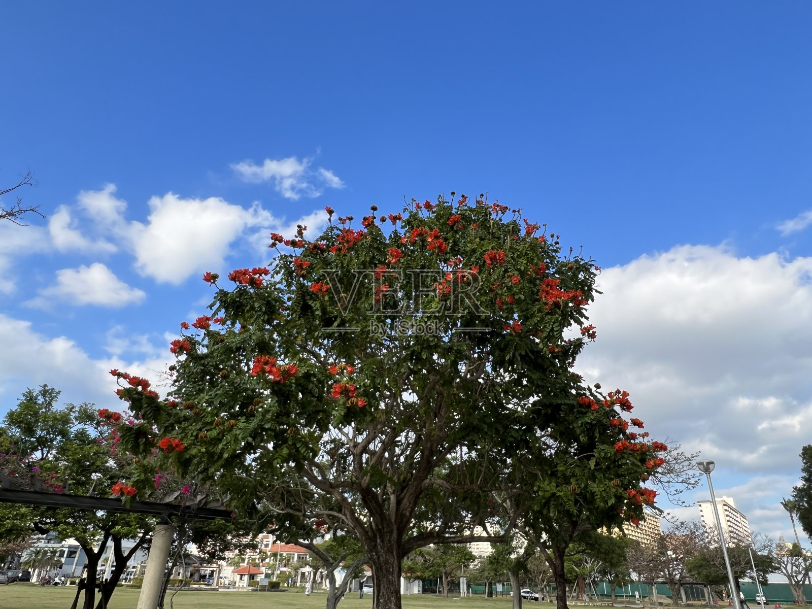 冲绳县那霸小野山公园里盛开的紫堇花照片摄影图片