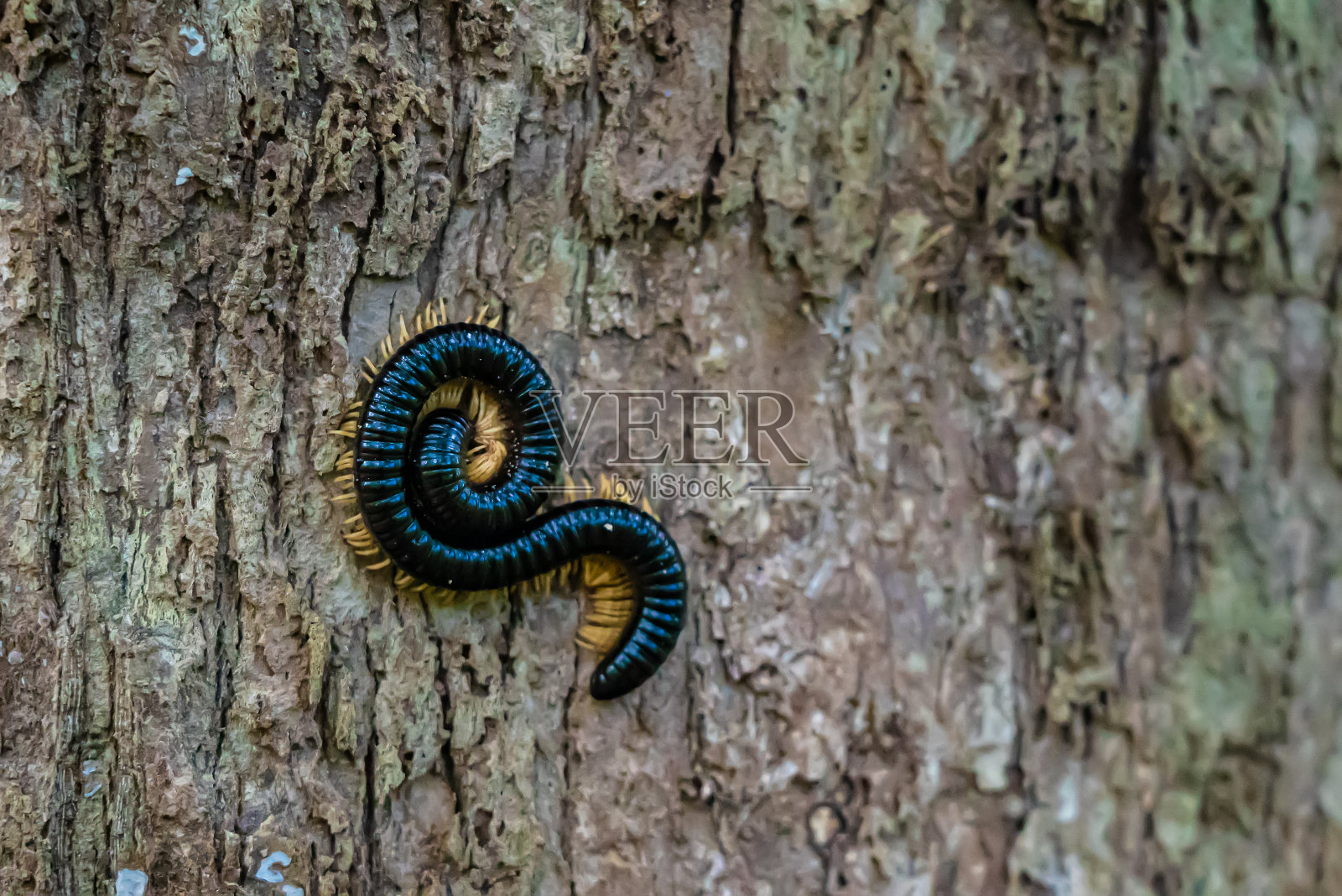 坦桑尼亚桑给巴尔，树皮上的巨型千足虫照片摄影图片