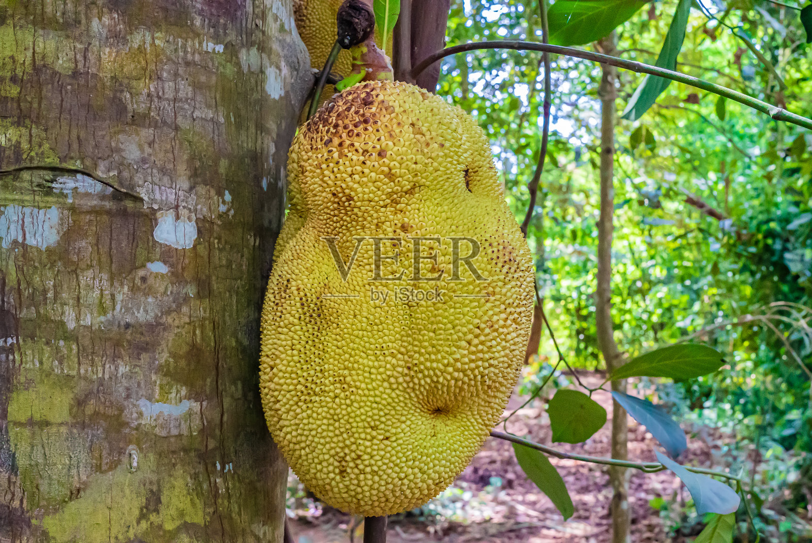近距离拍摄菠萝蜜，菠萝蜜挂在菠萝蜜树上。物种面包果heterophyllus。坦桑尼亚桑给巴尔岛,照片摄影图片