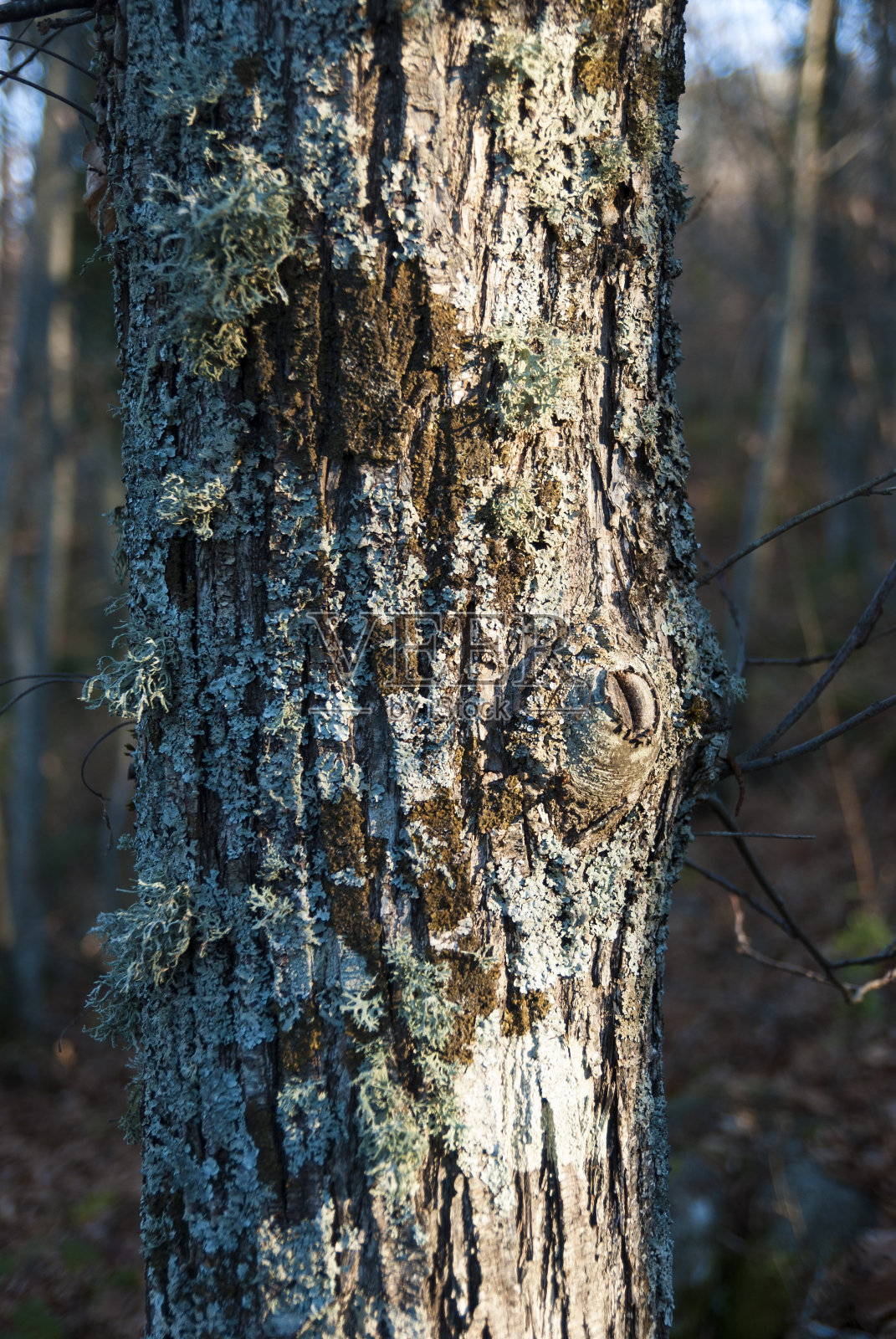 秋天，森林里的树干垂直地长着蓝色和灰色的地衣照片摄影图片
