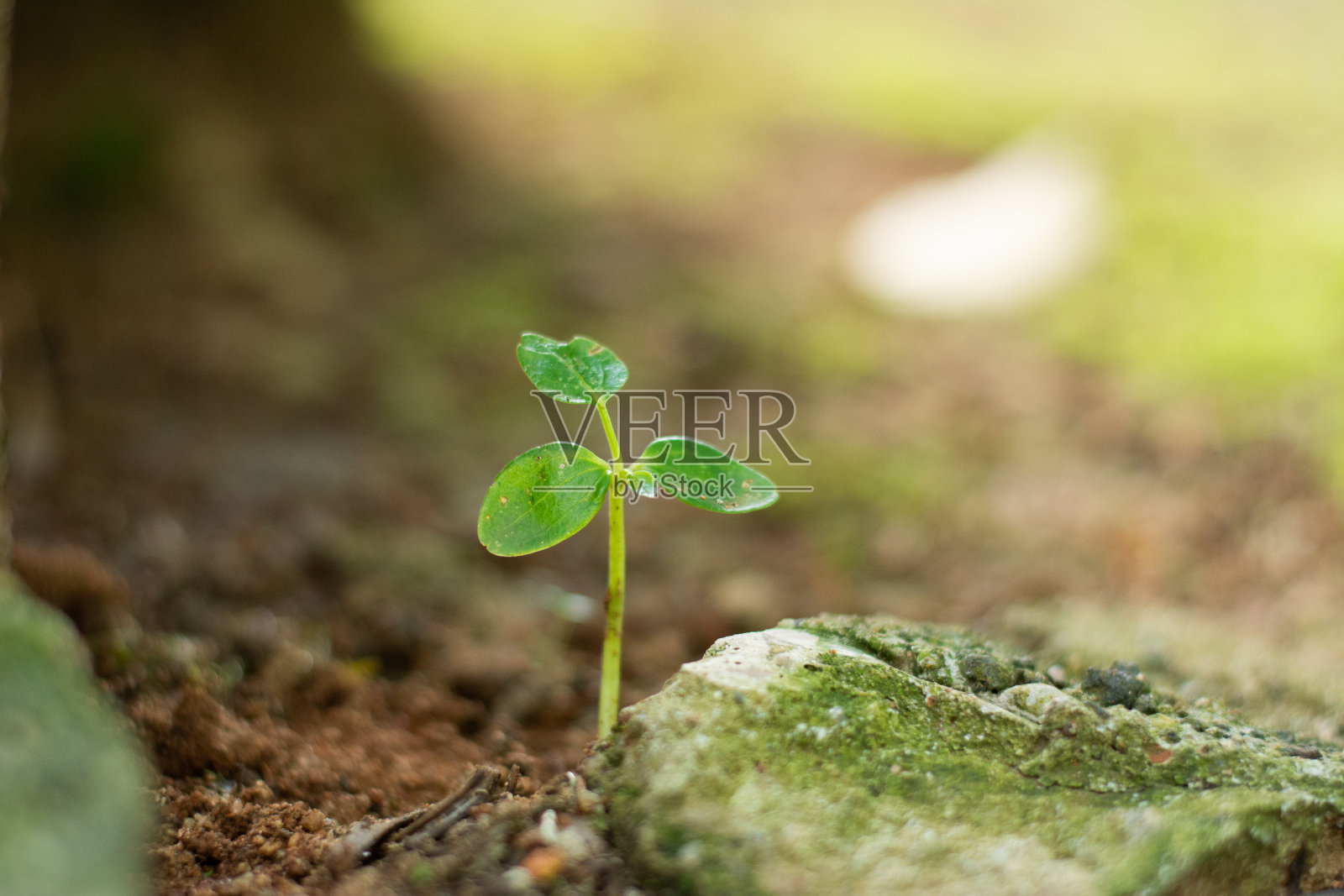 《创世纪》照片摄影图片