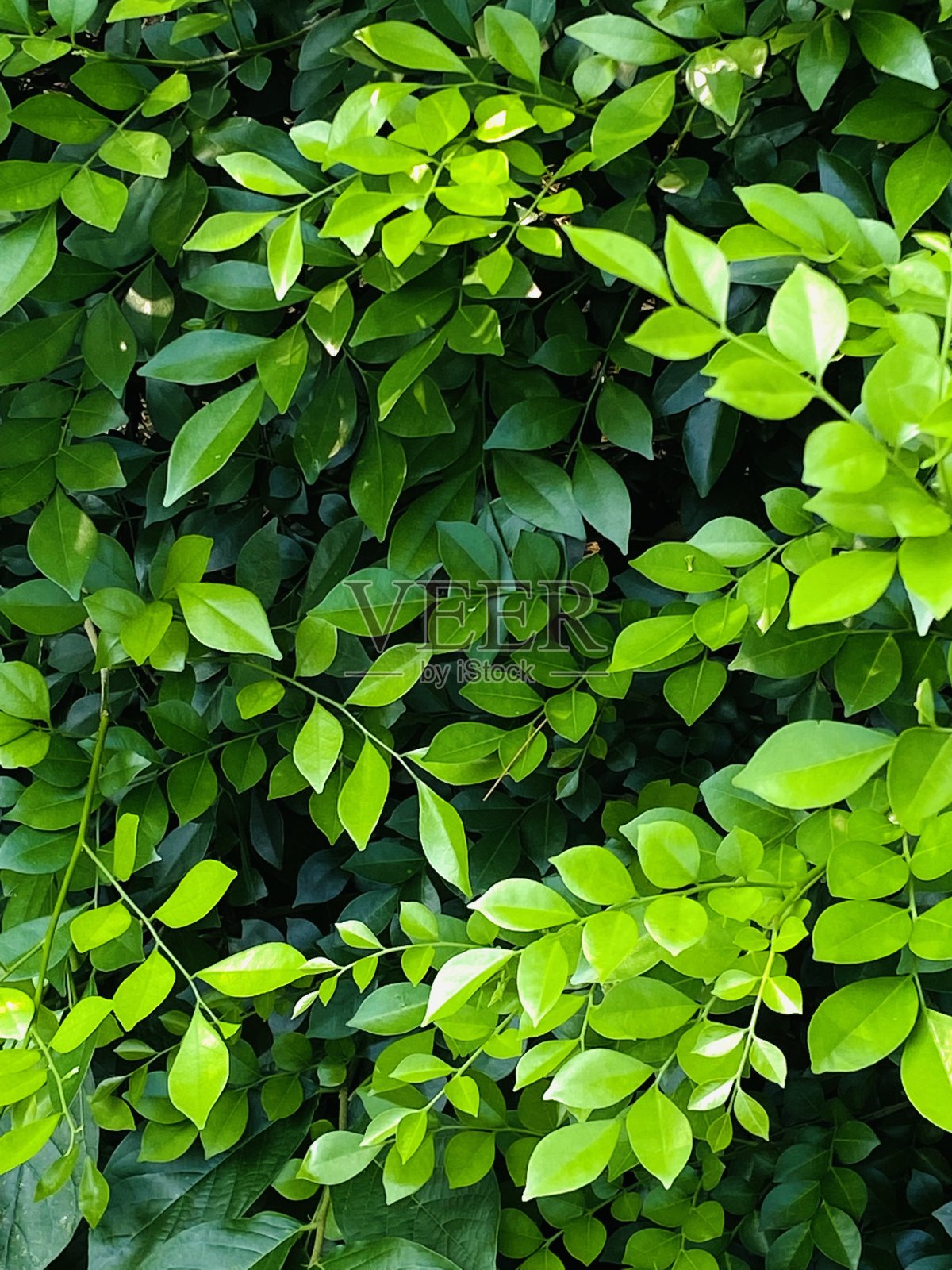 对比深绿色和浅绿色的叶子照片摄影图片