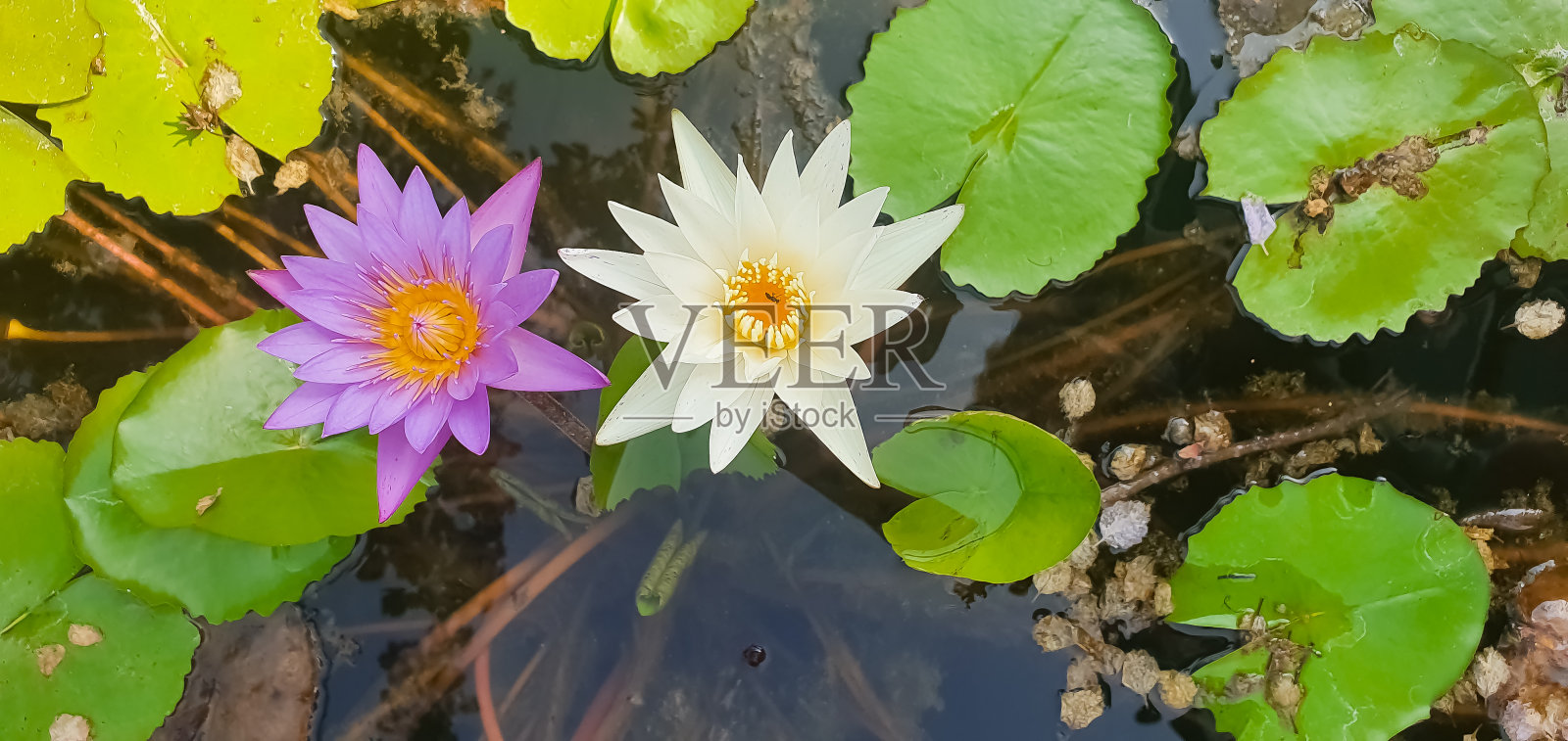 粉红色的睡莲或莲花佩里的橙色日落在花园池塘。近距离的睡莲与水滴反映在绿色的水对着太阳。花的风景。有选择性的重点照片摄影图片