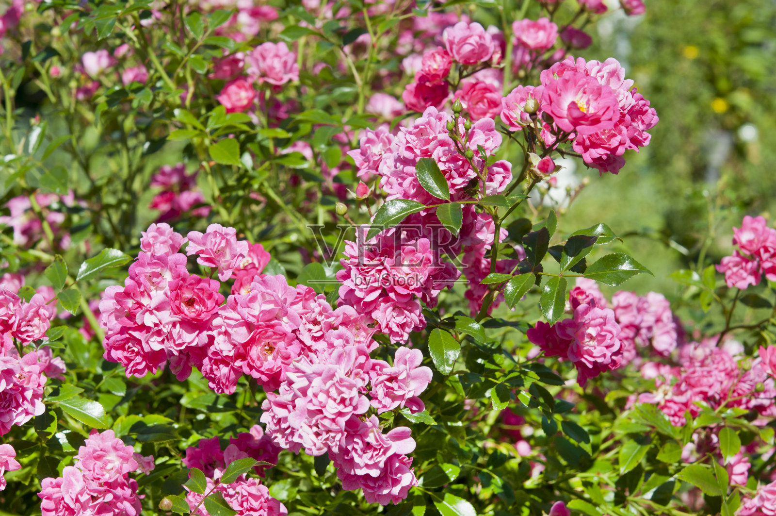 粉红色的玫瑰。照片摄影图片