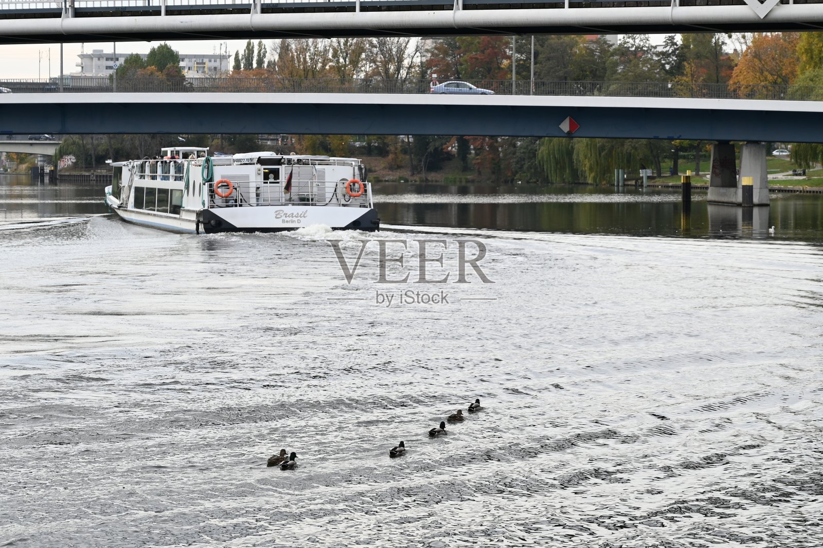 鸭子在船后面游，后面有桥照片摄影图片