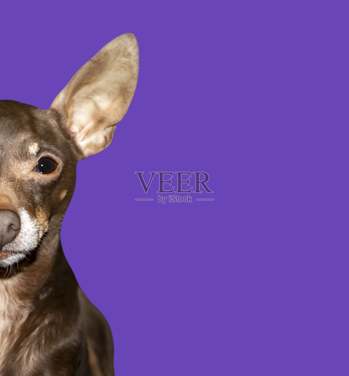 棕色的吉娃娃。美丽的吉娃娃狗。动物肖像，紫色背景的时尚照片。照片摄影图片