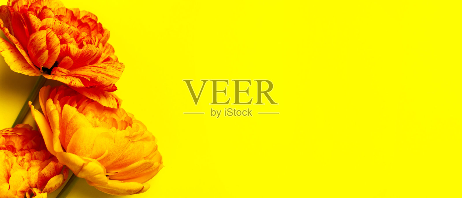 春天的花。黄橙红色牡丹郁金香黄色背景。可爱的贺卡与郁金香母亲节，节日，生日，婚礼或快乐的事件。平躺顶视图复制空间照片摄影图片