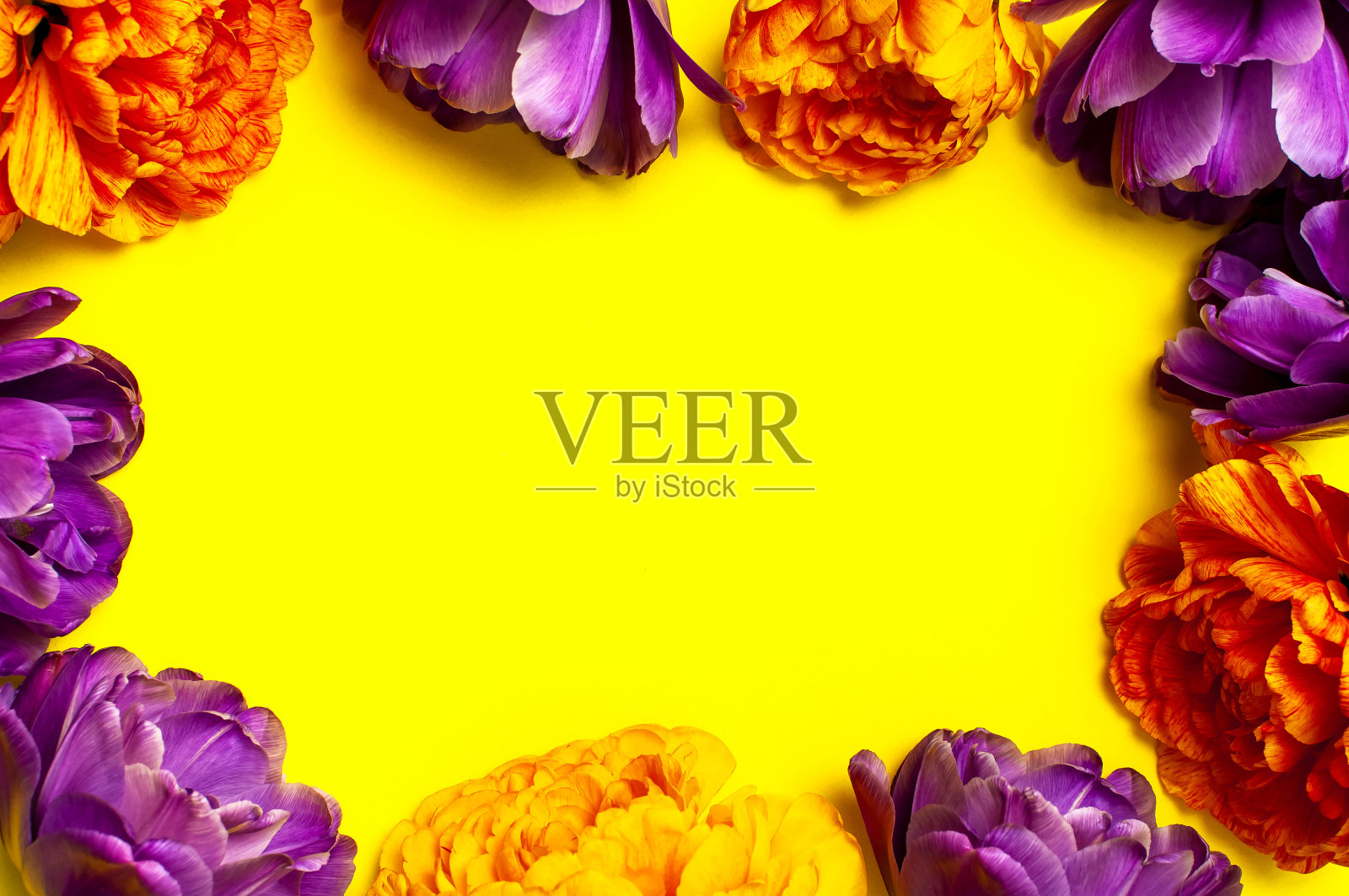 春天的花。框架从黄色的橙色和丁香牡丹郁金香在黄色的背景。可爱的贺卡与郁金香母亲节，节日，生日，婚礼或快乐的事件。平铺俯视图照片摄影图片