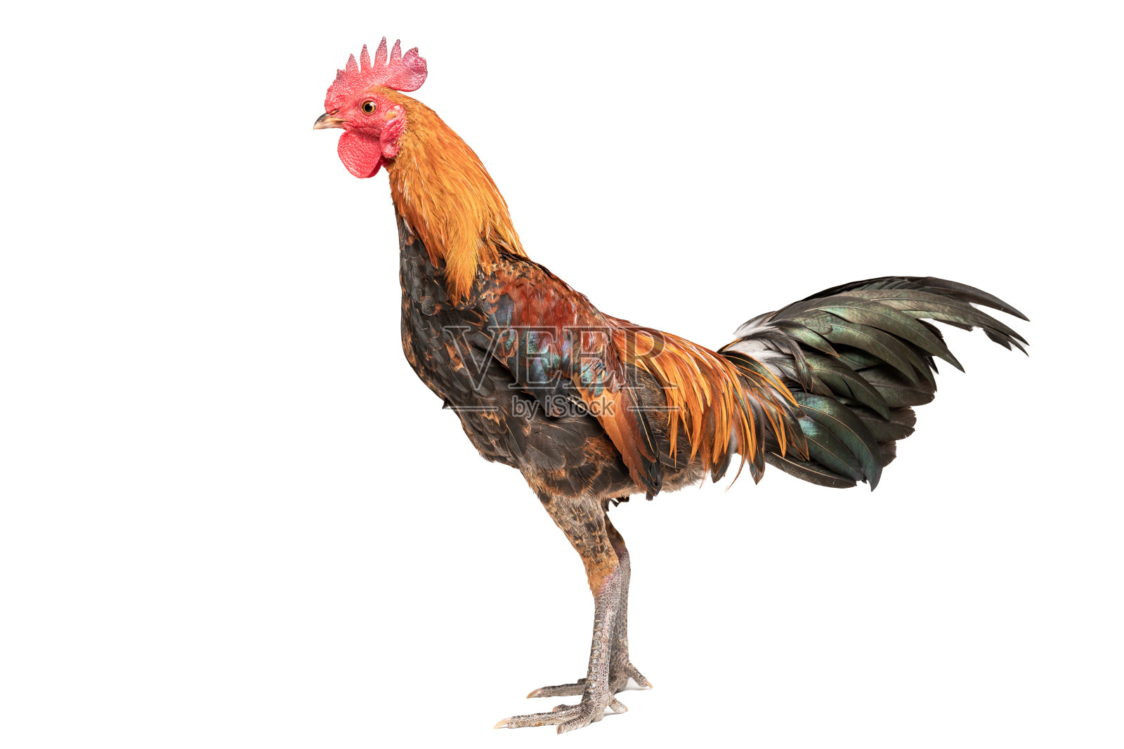 雄鸡独行白，演播室拍，雄鸡。照片摄影图片