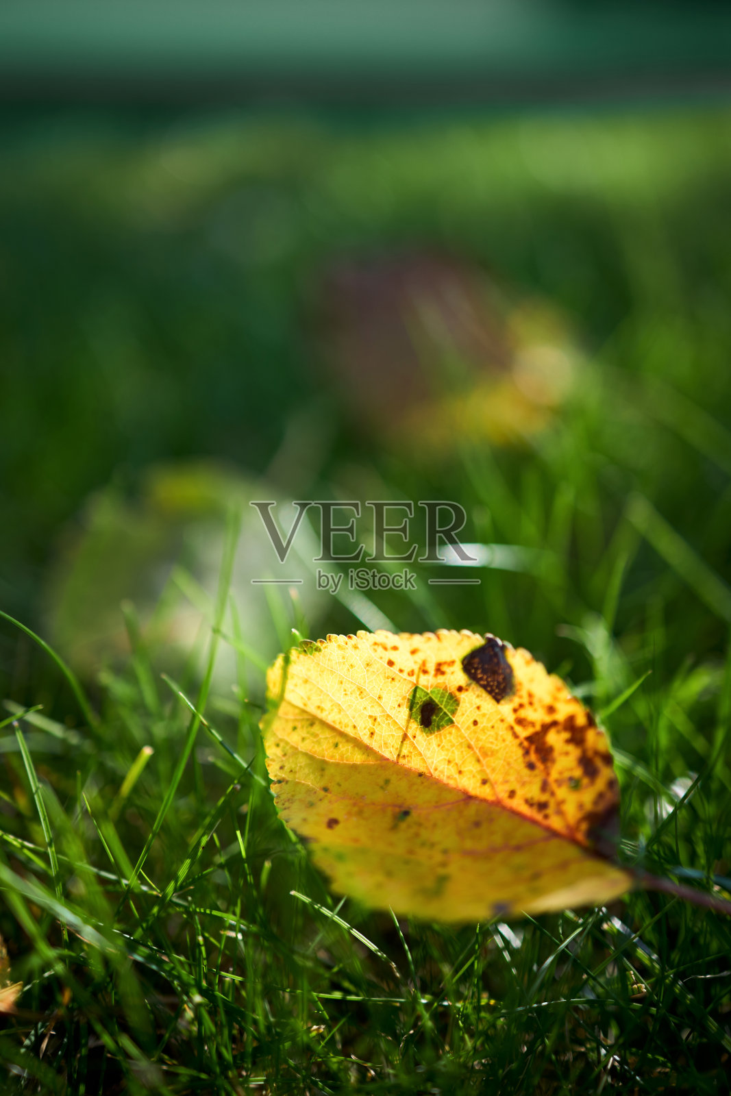 秋日黄澄澄的苹果树叶子，选择性地集中在绿草上。秋日绿草上的苹果树叶的特写镜头。秋天的落叶。美丽的黄色叶子在焦点不清的草坪上。照片摄影图片