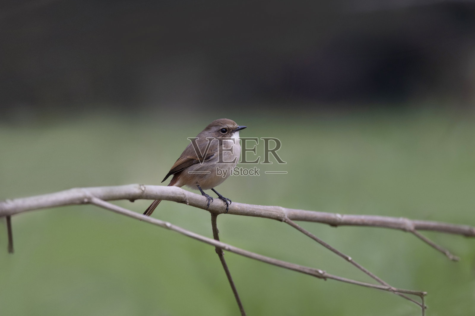 灰色丛林聊天，萨克斯科拉ferreus，女性，北阿坎德邦，印度照片摄影图片