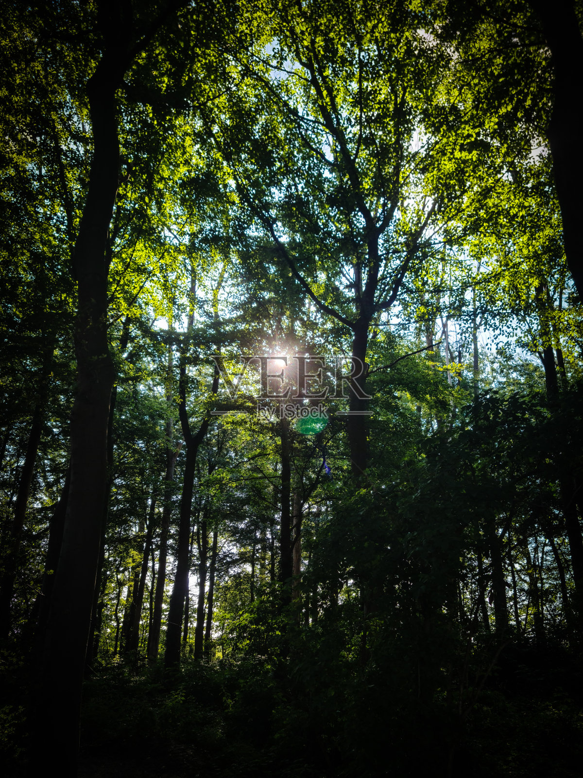 森林景观照片摄影图片